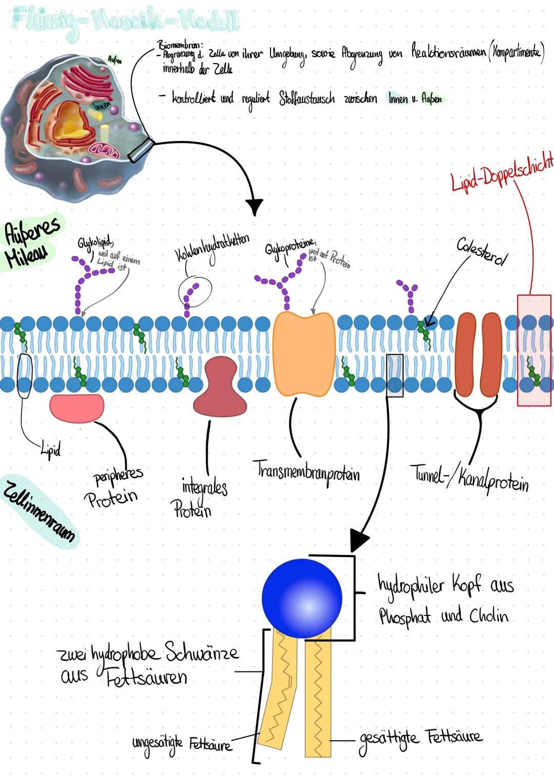 Flüssig-Hoseth-Modell
Außen
Biomembran:
- Pegramang d. Zelle von ihrer Umgebung, sowie Abgrenzung von Reaktionsräumen (Xompartimente)
innerh