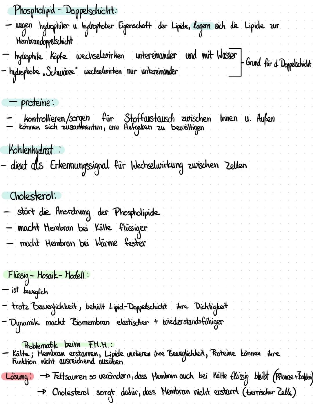 Flüssig-Hoseth-Modell
Außen
Biomembran:
- Pegramang d. Zelle von ihrer Umgebung, sowie Abgrenzung von Reaktionsräumen (Xompartimente)
innerh
