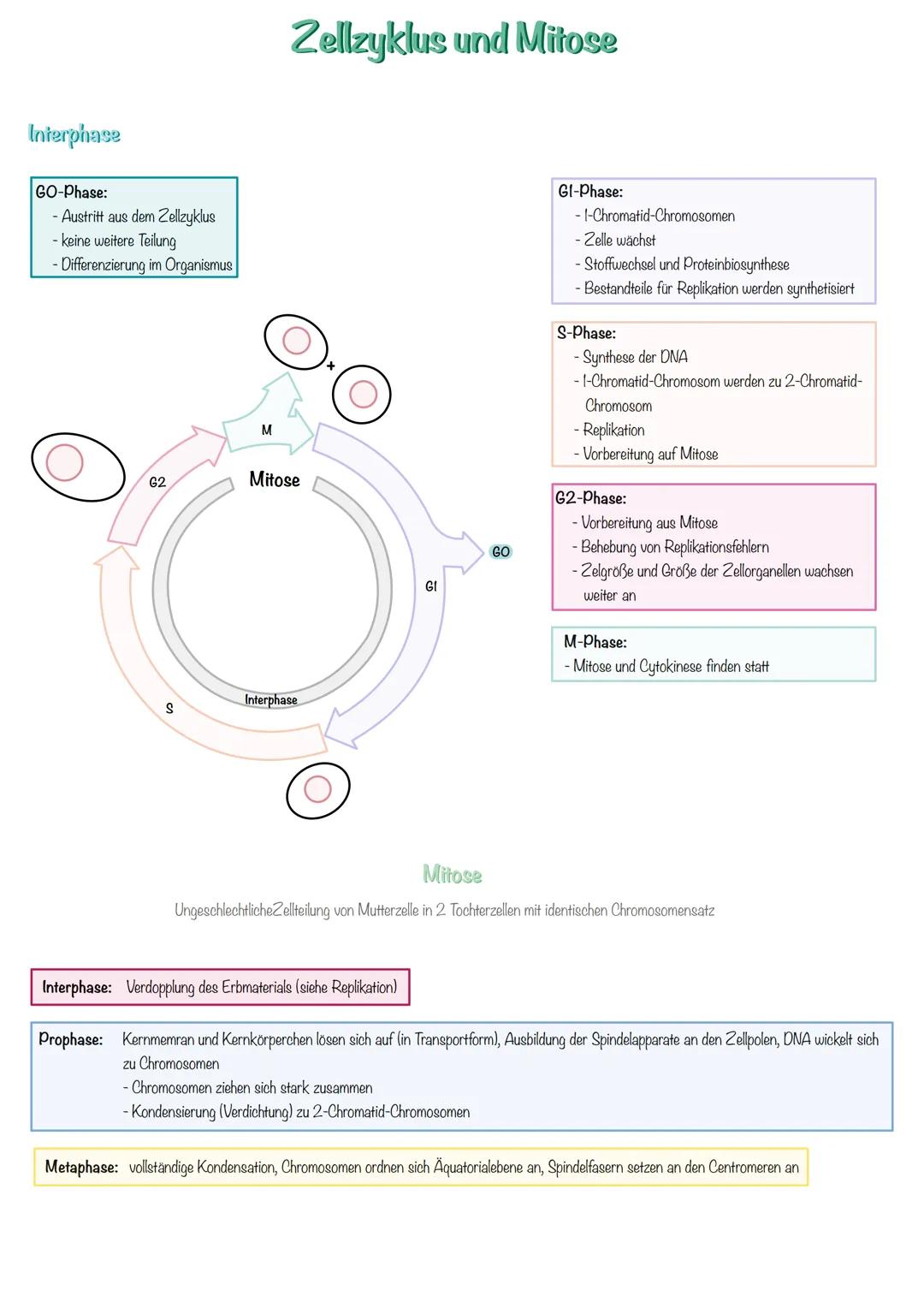 Genetik SSB-Protein
Topoisomerase
Entwindung der Doppelhelix
Stabilisation der
Einzelstränge
100
5'
Helicase
teilt die Doppelhelix in Einze