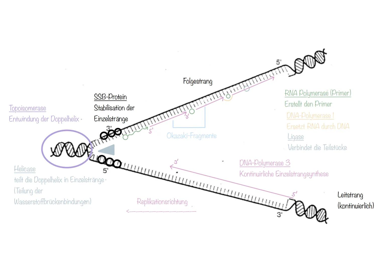 Genetik SSB-Protein
Topoisomerase
Entwindung der Doppelhelix
Stabilisation der
Einzelstränge
100
5'
Helicase
teilt die Doppelhelix in Einze