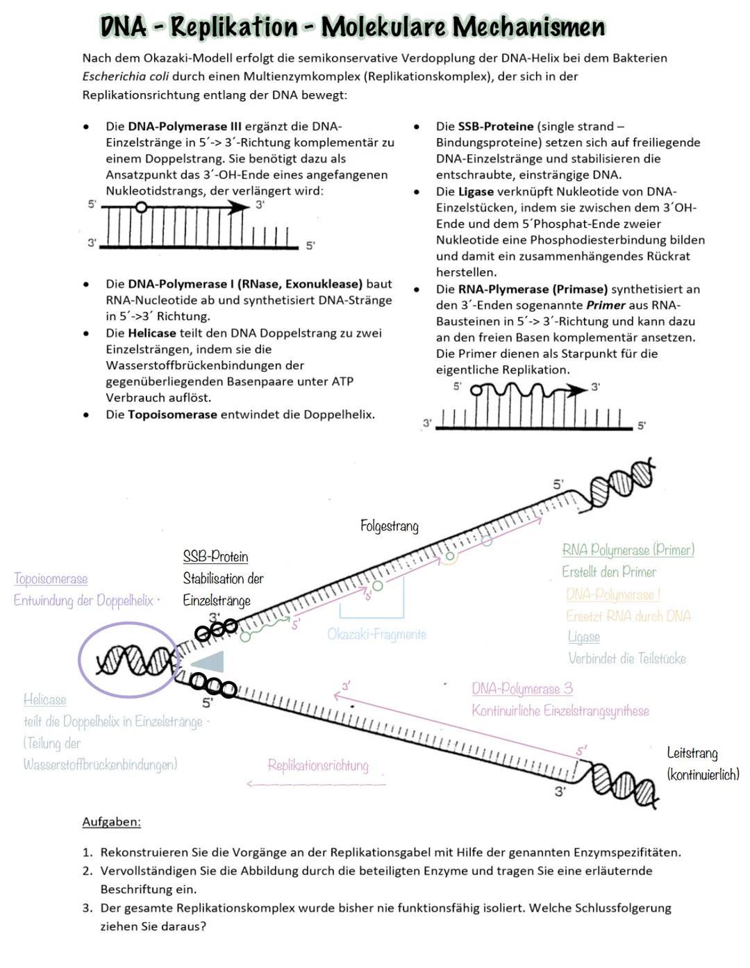 Genetik SSB-Protein
Topoisomerase
Entwindung der Doppelhelix
Stabilisation der
Einzelstränge
100
5'
Helicase
teilt die Doppelhelix in Einze