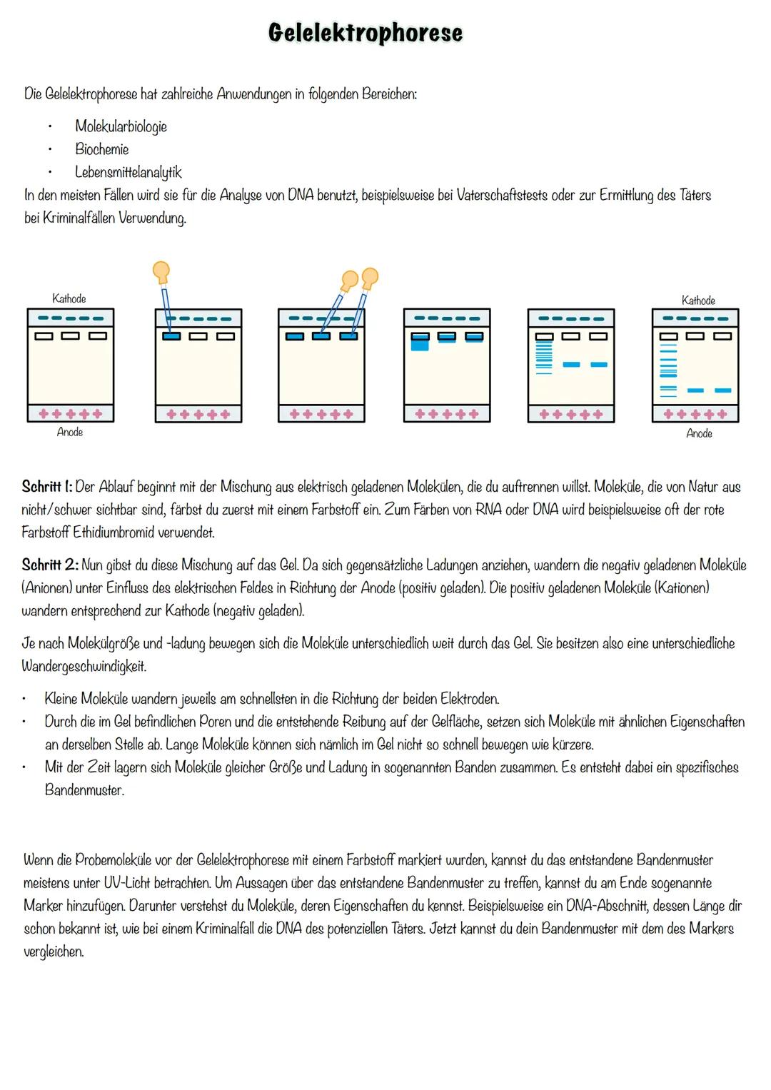 Genetik SSB-Protein
Topoisomerase
Entwindung der Doppelhelix
Stabilisation der
Einzelstränge
100
5'
Helicase
teilt die Doppelhelix in Einze