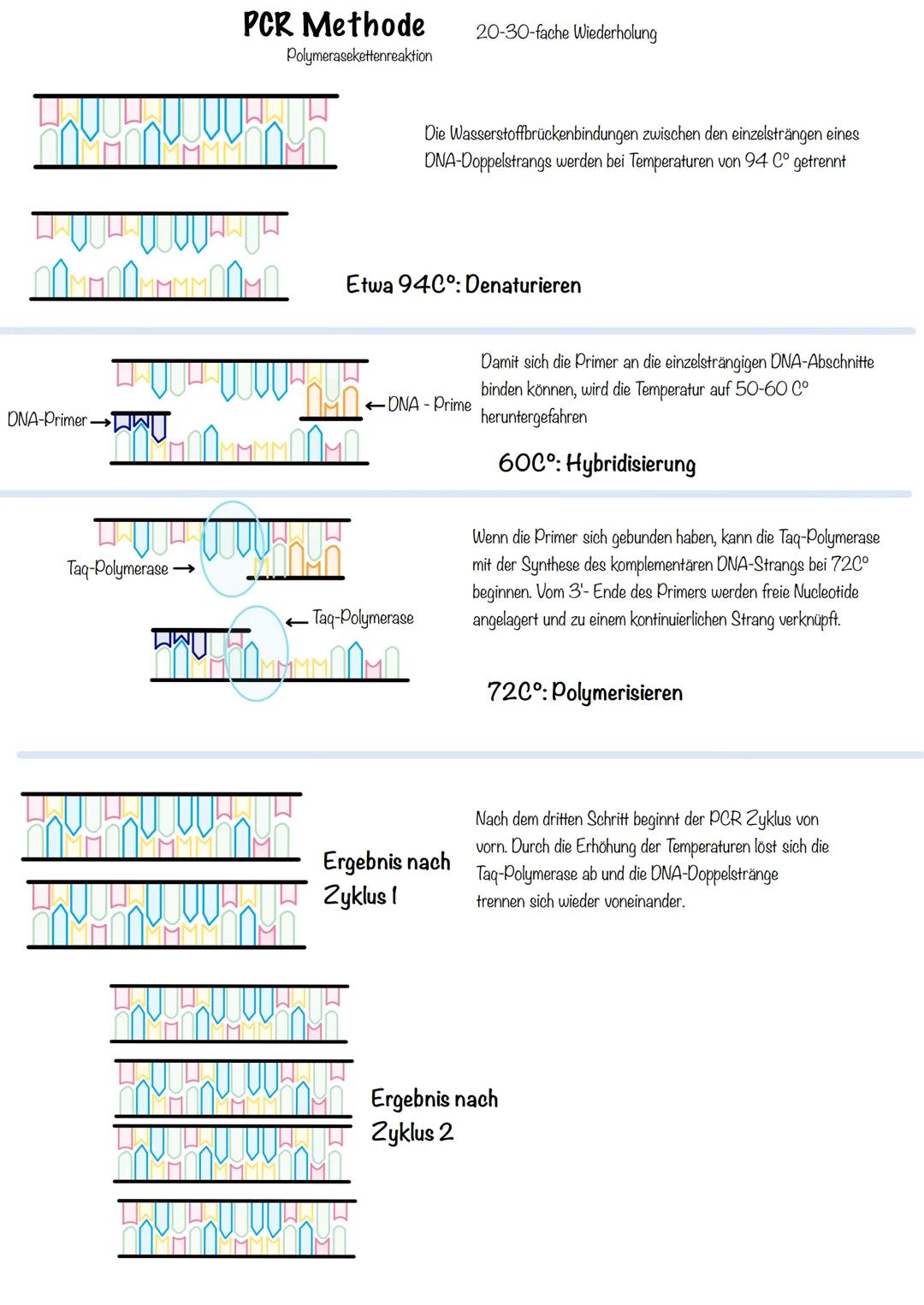 Genetik SSB-Protein
Topoisomerase
Entwindung der Doppelhelix
Stabilisation der
Einzelstränge
100
5'
Helicase
teilt die Doppelhelix in Einze