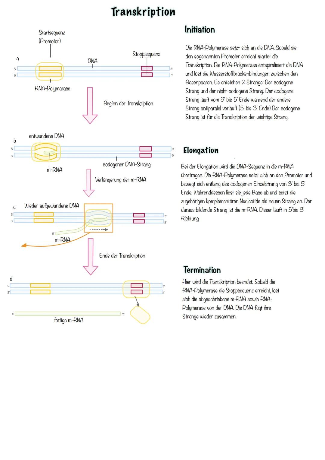 Genetik SSB-Protein
Topoisomerase
Entwindung der Doppelhelix
Stabilisation der
Einzelstränge
100
5'
Helicase
teilt die Doppelhelix in Einze