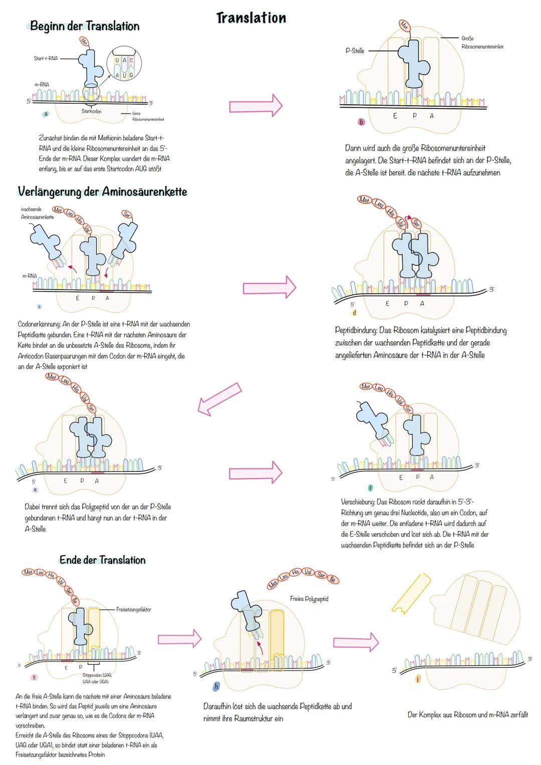 Genetik SSB-Protein
Topoisomerase
Entwindung der Doppelhelix
Stabilisation der
Einzelstränge
100
5'
Helicase
teilt die Doppelhelix in Einze