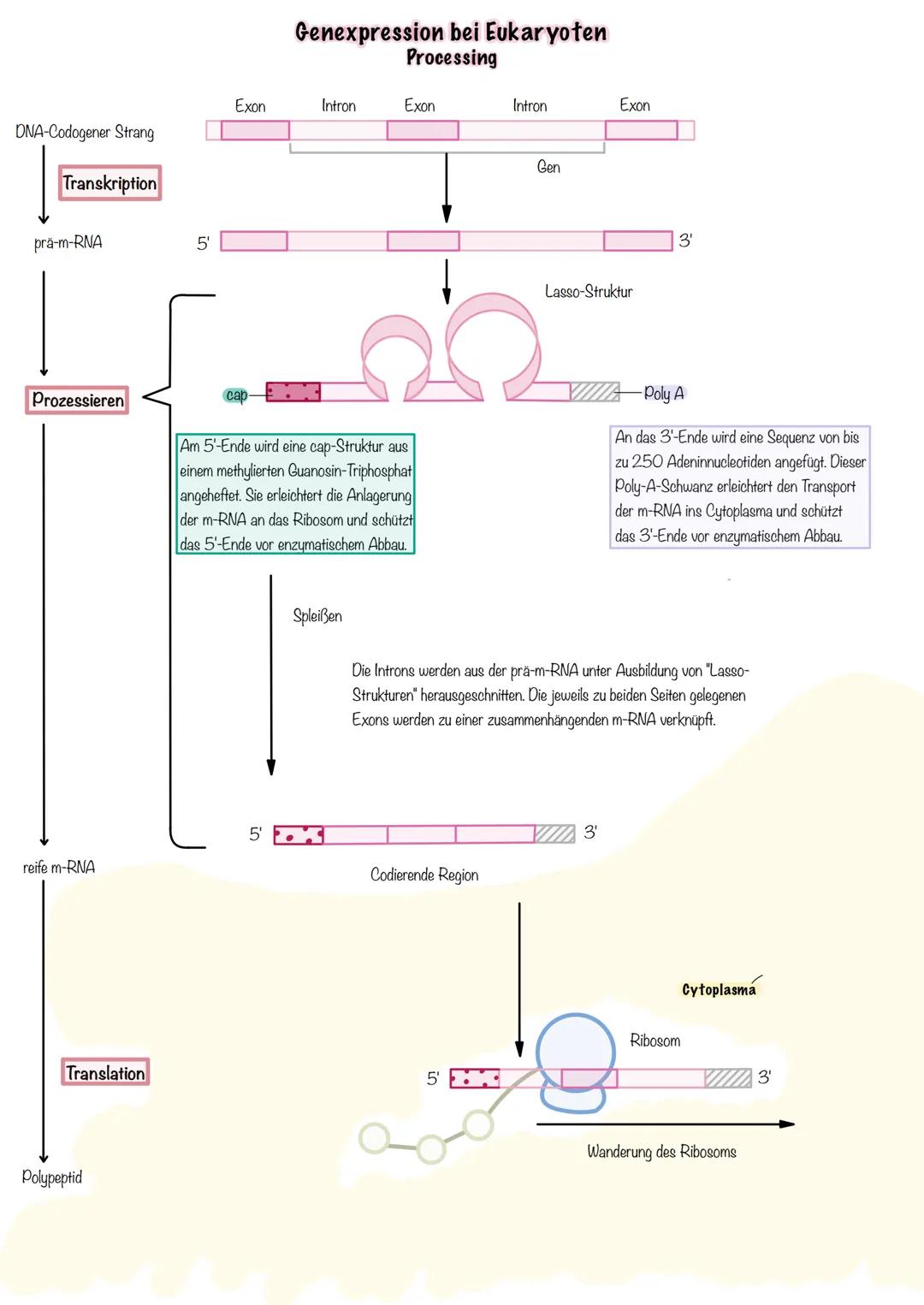 Genetik SSB-Protein
Topoisomerase
Entwindung der Doppelhelix
Stabilisation der
Einzelstränge
100
5'
Helicase
teilt die Doppelhelix in Einze