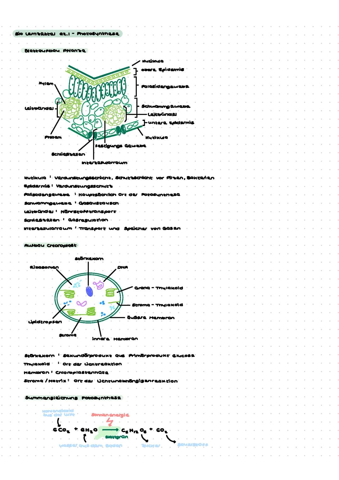 Bio LK - Q2.1 Photosynthese