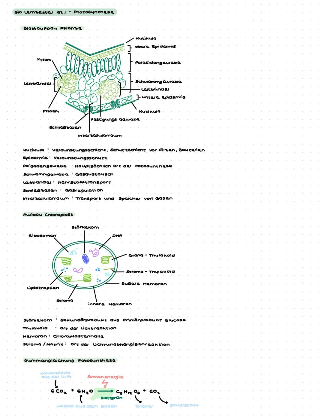 Bio Lernzattal az.1 -Photosynthese
Blattaufbau PHanze
x412m
Leitbandel.
Phloem
$100000000
Kutikula
obara Epidermis
Palasidengewebe
Schließza