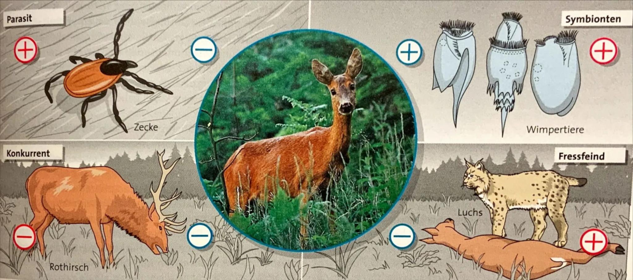 Biologie Lernzettel
Themen:
✓ abiotische Faktoren und deren Einfluss (Übersicht): Temperatur, Licht, Wasser,
RGT-Regel, Toleranzkurven, ph