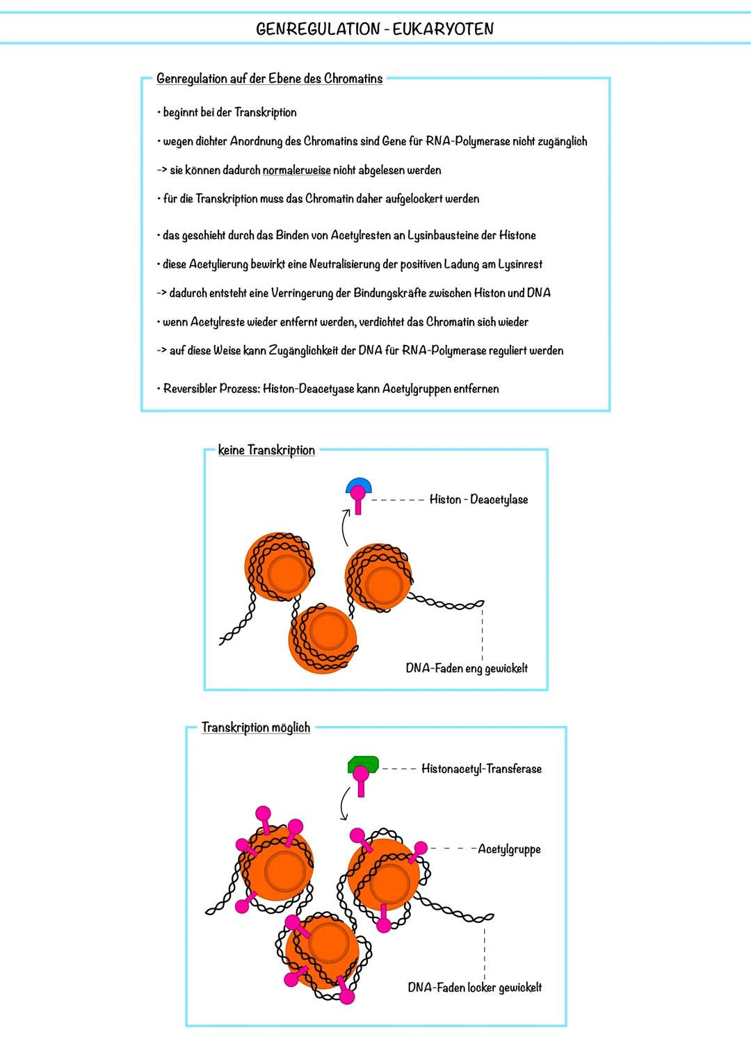 Genetik - Genregulation Eukaryoten