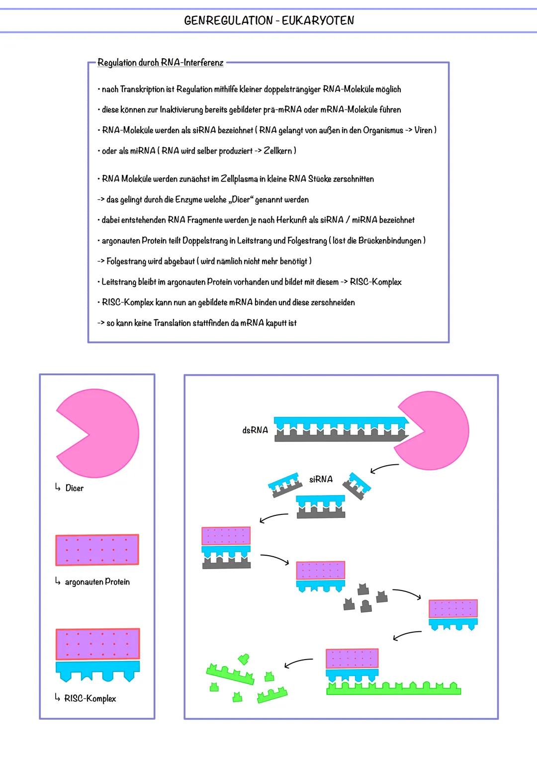 GENREGULATION - EUKARYOTEN
Genregulation auf der Ebene des Chromatins
- beginnt bei der Transkription
- wegen dichter Anordnung des Chromat