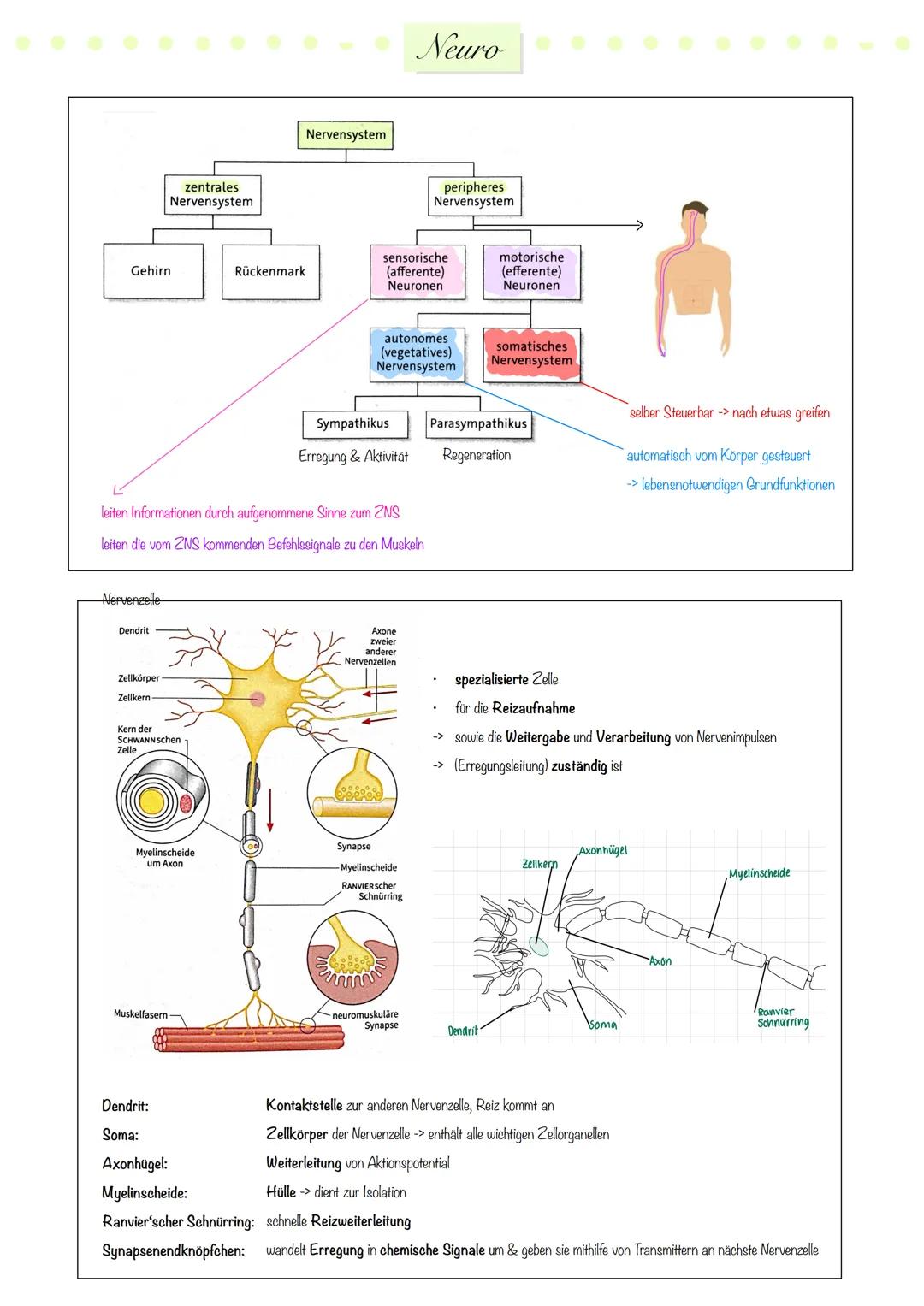 Neuro Biologie - Zusammenfassung Abi 24 LK NRW