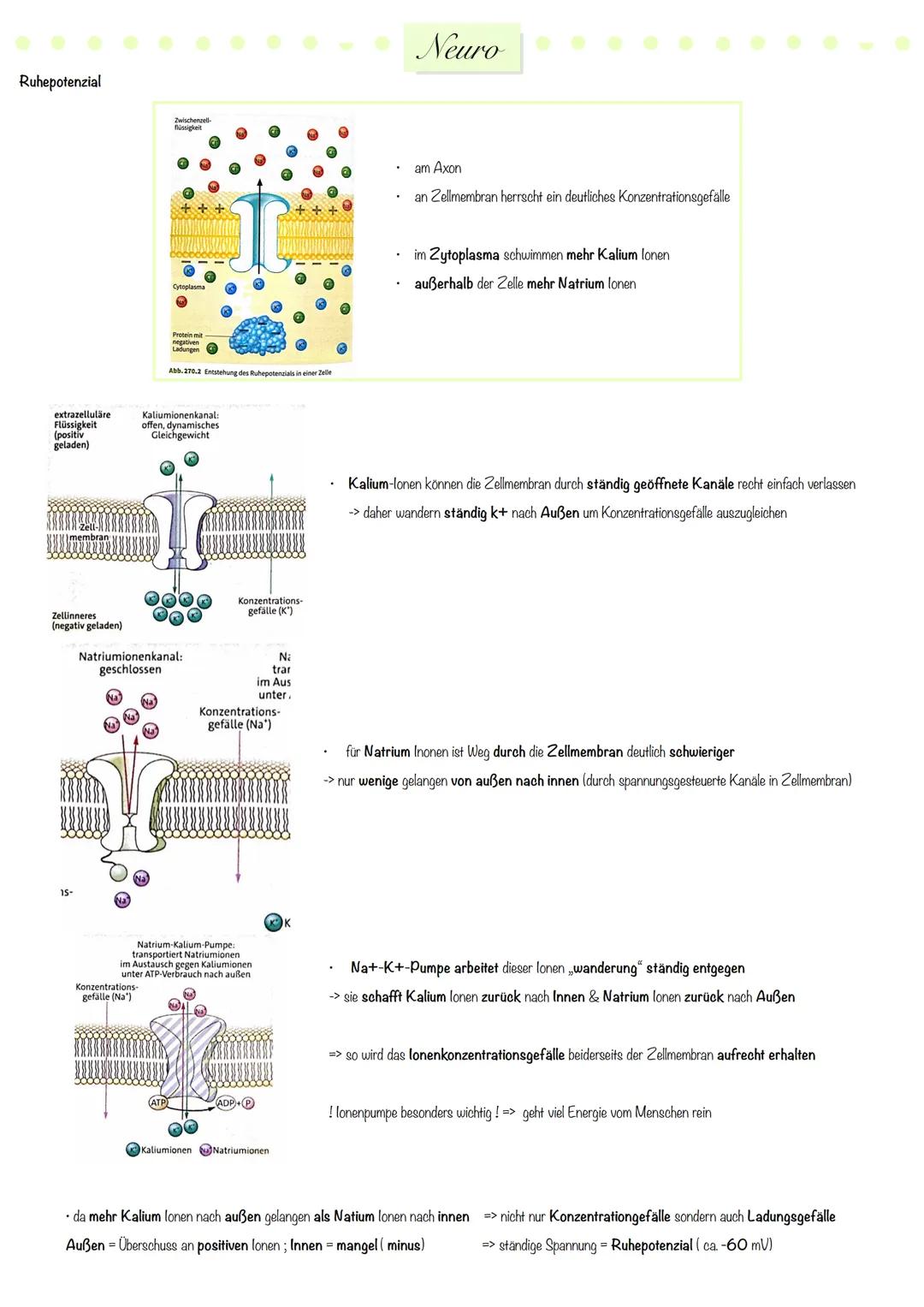 # Neuro
Nervensystem
zentrales
Nervensystem
peripheres
Nervensystem
Gehirn
Rückenmark.
sensorische
(afferente)
Neuronen
motorische
(e