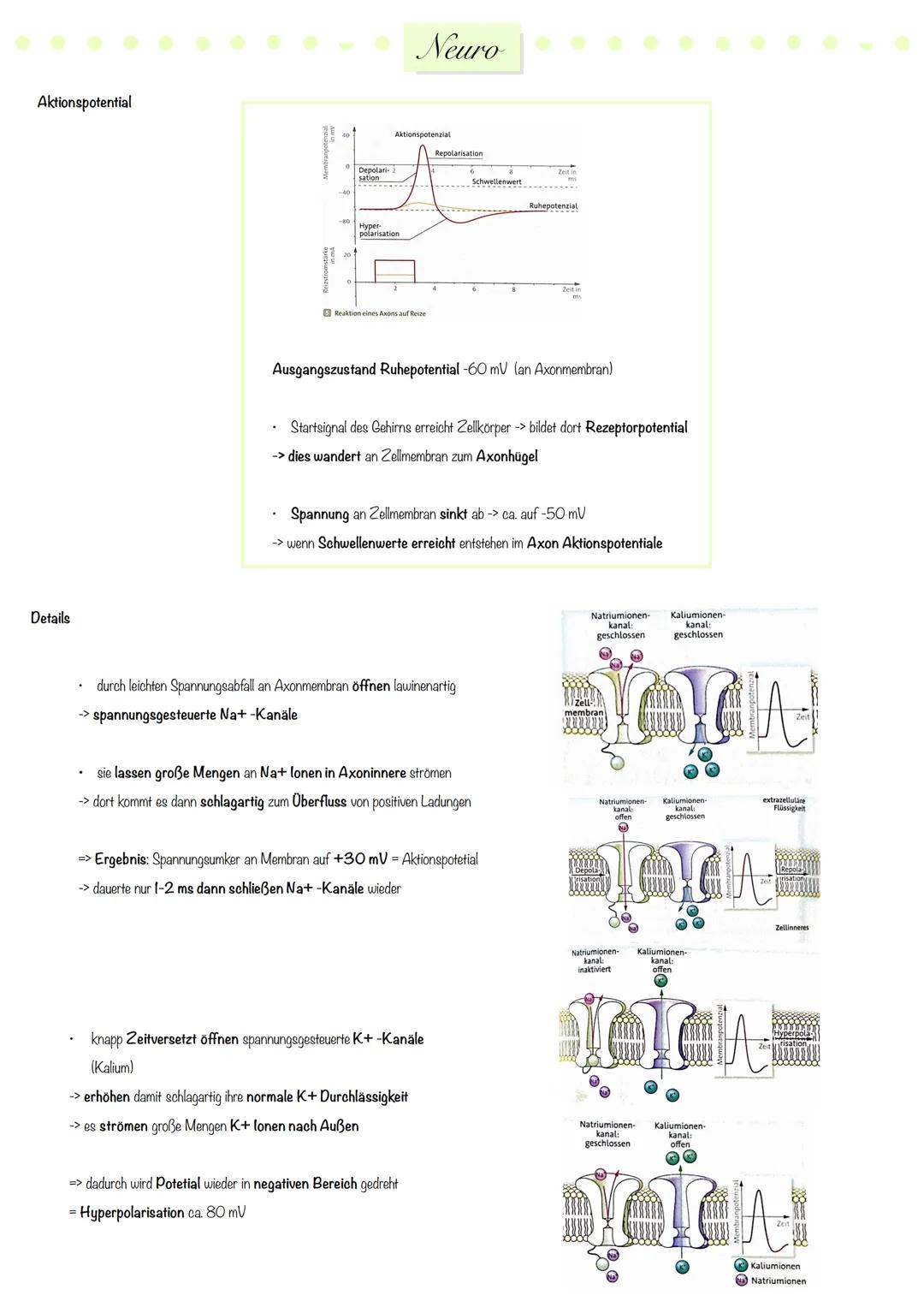 # Neuro
Nervensystem
zentrales
Nervensystem
peripheres
Nervensystem
Gehirn
Rückenmark.
sensorische
(afferente)
Neuronen
motorische
(e