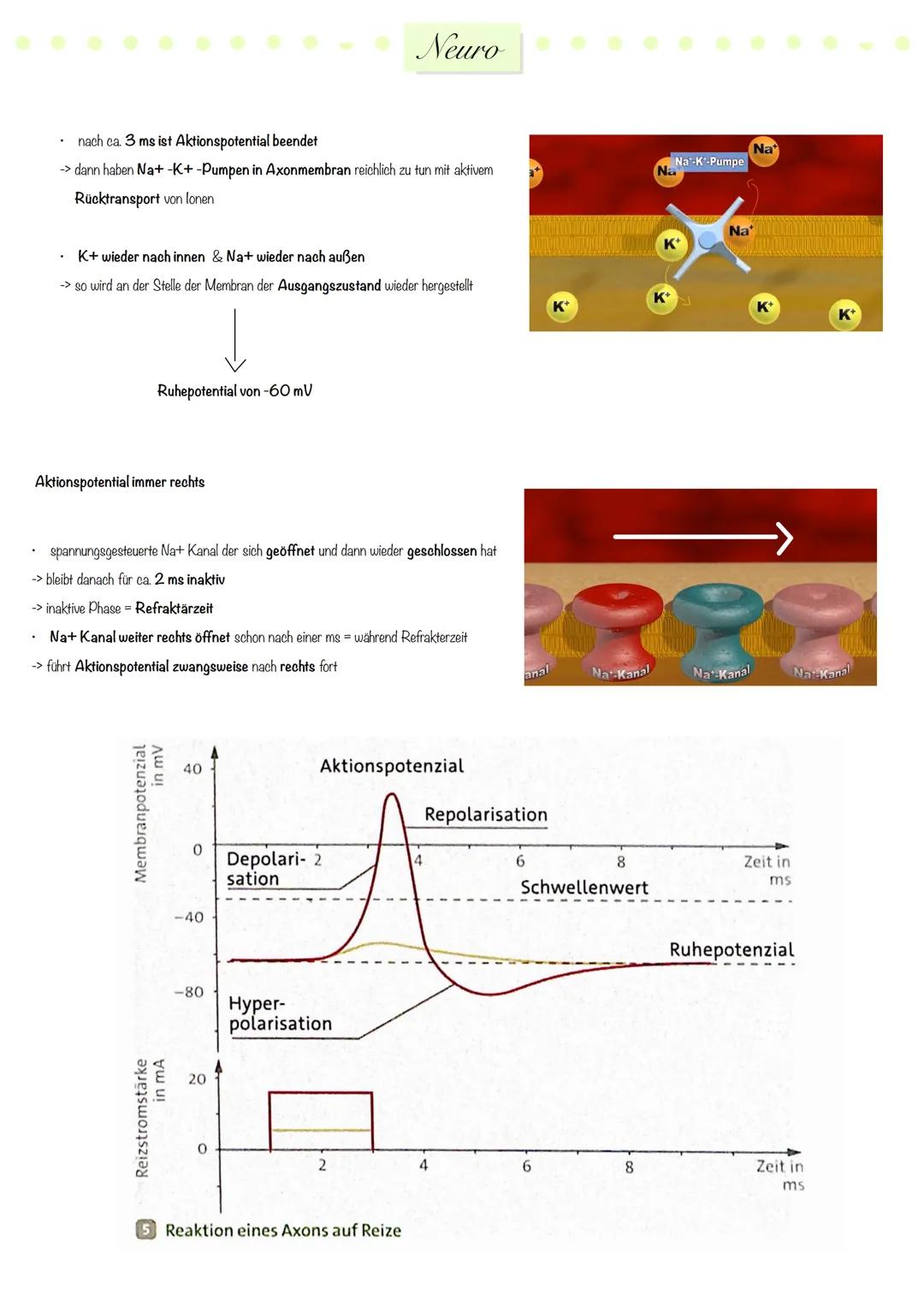 # Neuro
Nervensystem
zentrales
Nervensystem
peripheres
Nervensystem
Gehirn
Rückenmark.
sensorische
(afferente)
Neuronen
motorische
(e