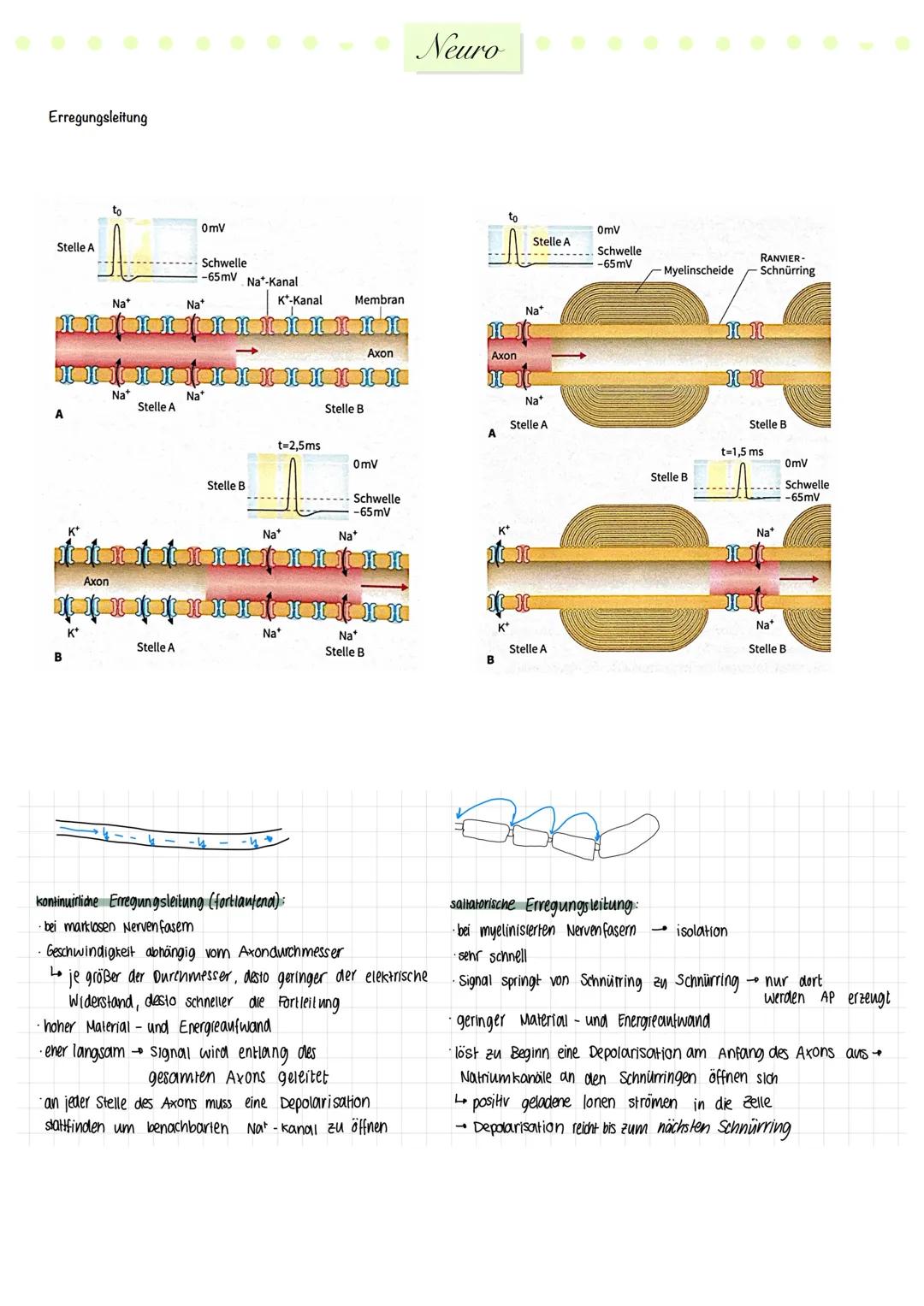 # Neuro
Nervensystem
zentrales
Nervensystem
peripheres
Nervensystem
Gehirn
Rückenmark.
sensorische
(afferente)
Neuronen
motorische
(e
