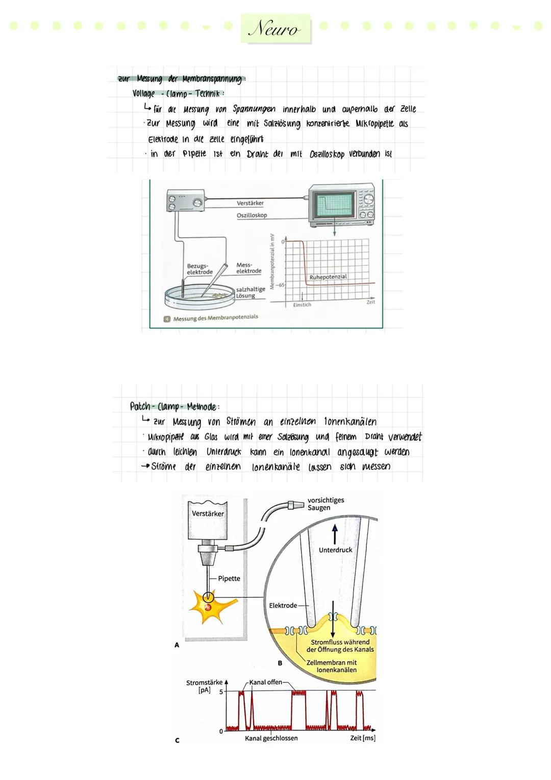 # Neuro
Nervensystem
zentrales
Nervensystem
peripheres
Nervensystem
Gehirn
Rückenmark.
sensorische
(afferente)
Neuronen
motorische
(e