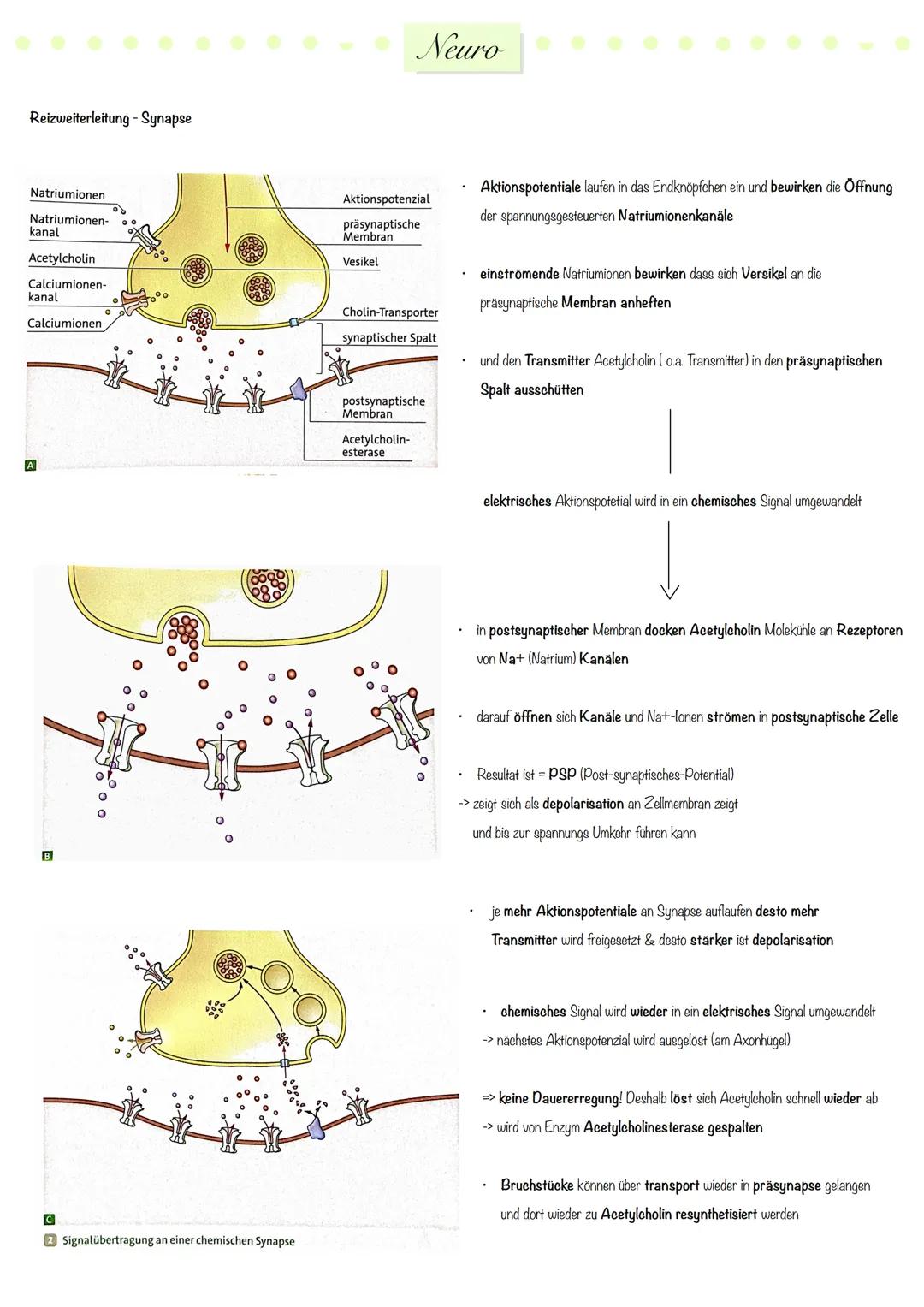 # Neuro
Nervensystem
zentrales
Nervensystem
peripheres
Nervensystem
Gehirn
Rückenmark.
sensorische
(afferente)
Neuronen
motorische
(e