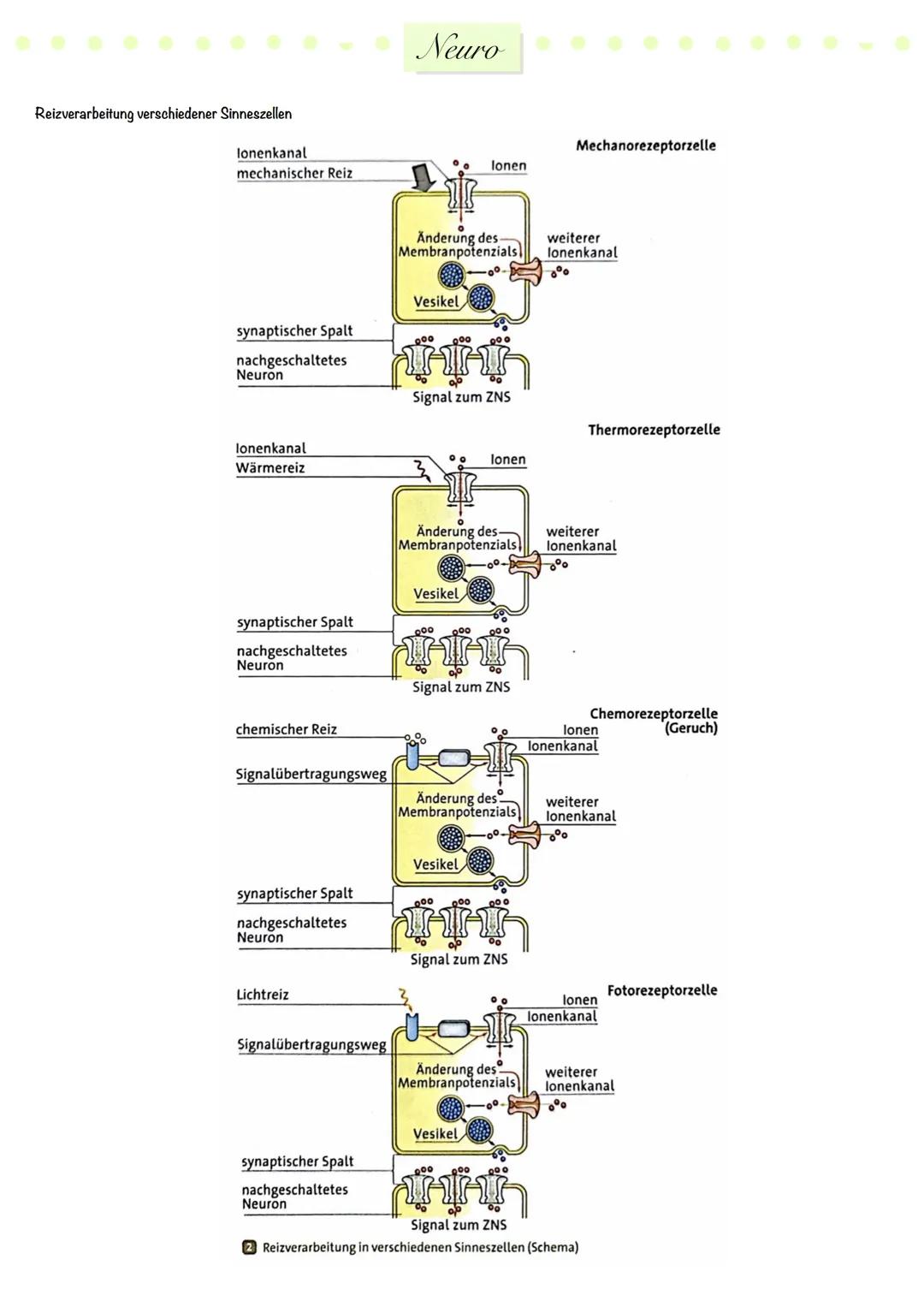 # Neuro
Nervensystem
zentrales
Nervensystem
peripheres
Nervensystem
Gehirn
Rückenmark.
sensorische
(afferente)
Neuronen
motorische
(e