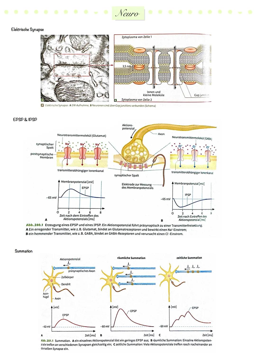 # Neuro
Nervensystem
zentrales
Nervensystem
peripheres
Nervensystem
Gehirn
Rückenmark.
sensorische
(afferente)
Neuronen
motorische
(e
