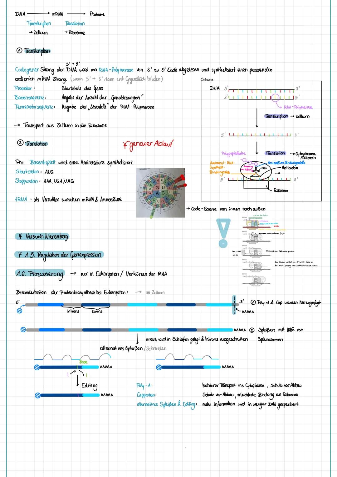 # Klausur - Biologie
## Thema: Genetik
1. Molelwargenetik og
2. Zytogenetik
3. Klassische Genetik
4. Humangenetik
5. Gentechnik
F1.3 Repl