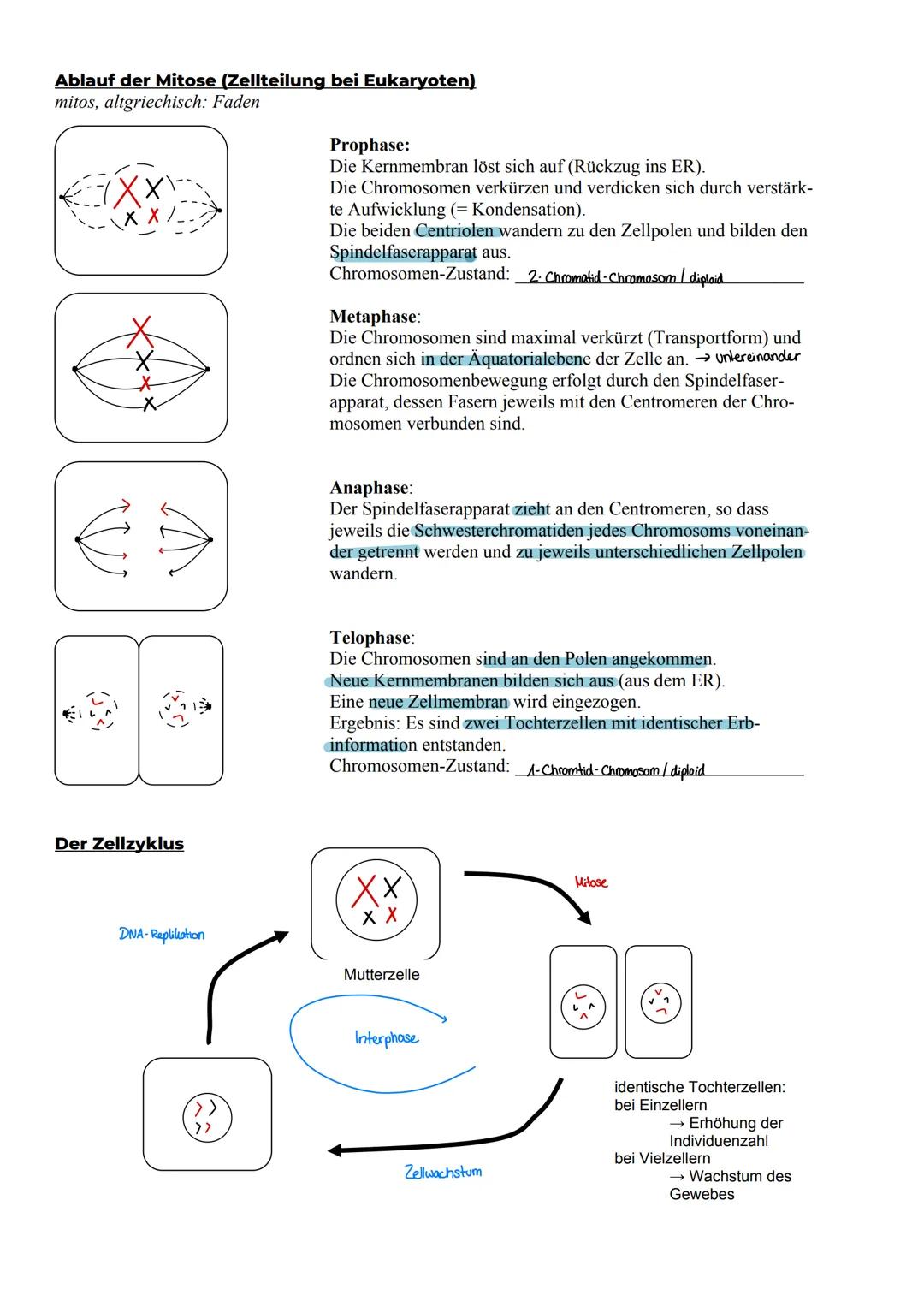 # Klausur - Biologie
## Thema: Genetik
1. Molelwargenetik og
2. Zytogenetik
3. Klassische Genetik
4. Humangenetik
5. Gentechnik
F1.3 Repl