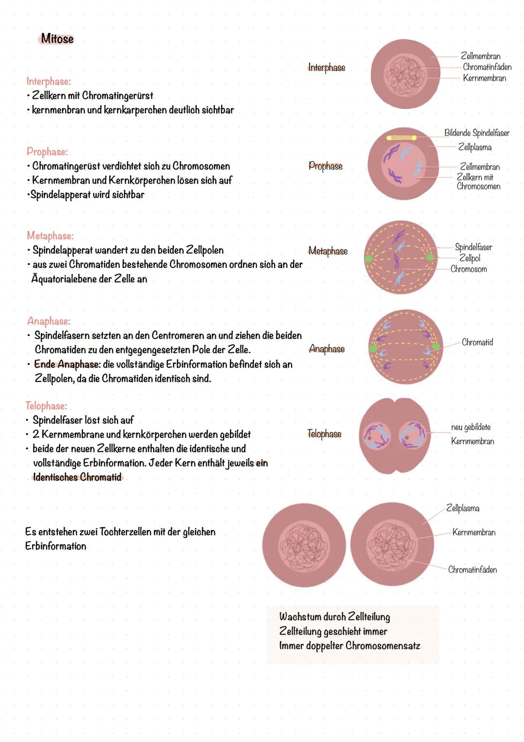 # Genetik
Telomer
Chromosomen
Ein Chromosom besteht aus zwei Chromatiden, auch Schwester-
Chromatiden genannt, welche identische Kopien v