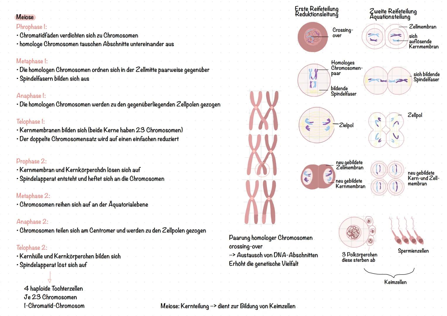 # Genetik
Telomer
Chromosomen
Ein Chromosom besteht aus zwei Chromatiden, auch Schwester-
Chromatiden genannt, welche identische Kopien v