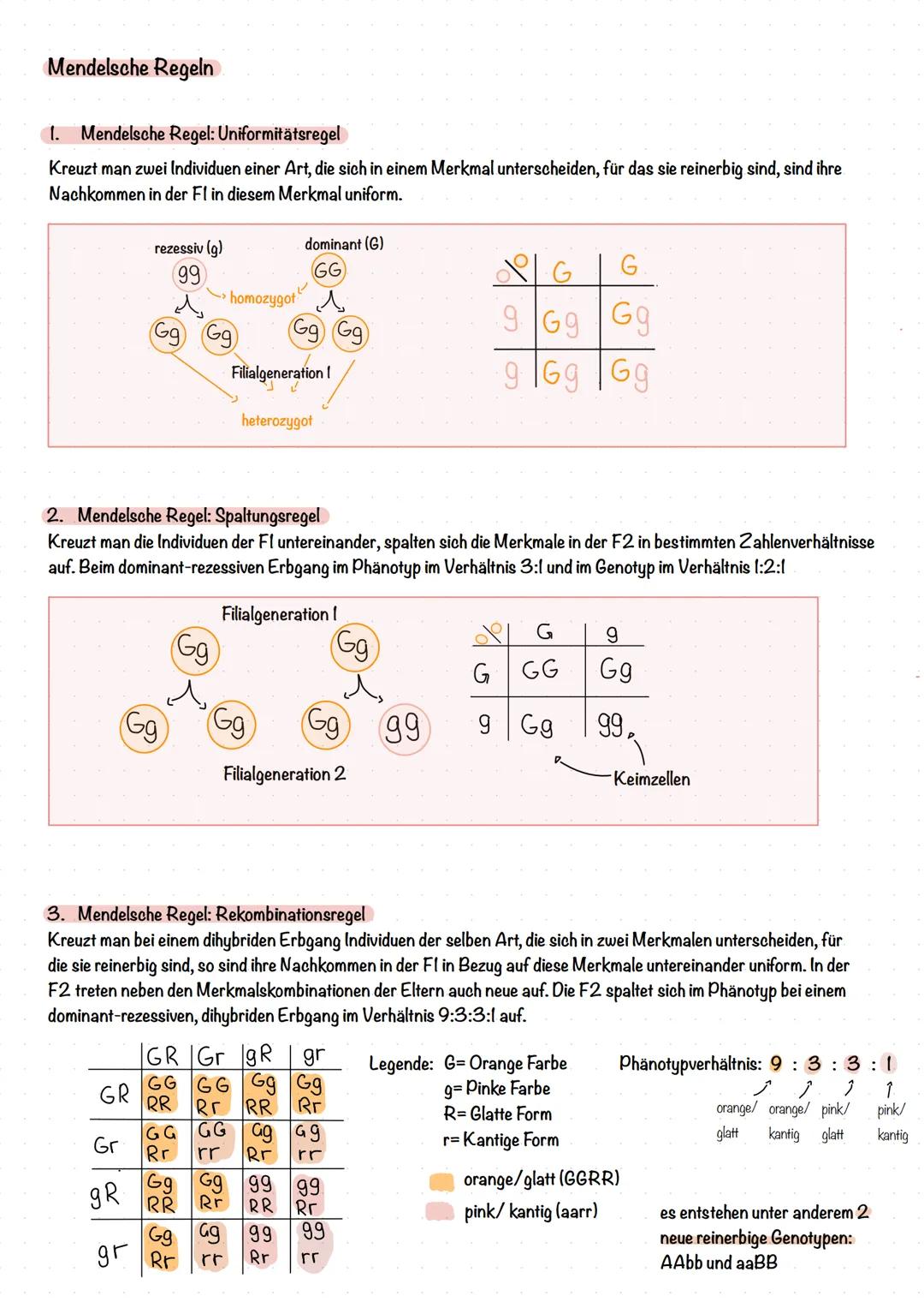 # Genetik
Telomer
Chromosomen
Ein Chromosom besteht aus zwei Chromatiden, auch Schwester-
Chromatiden genannt, welche identische Kopien v