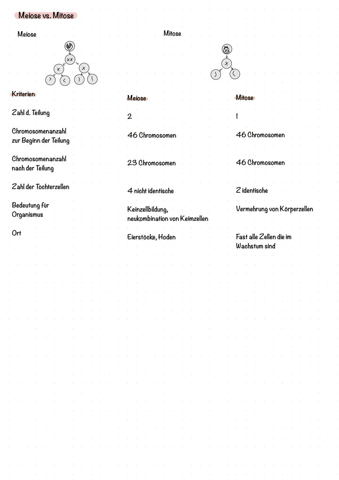 # Genetik
Telomer
Chromosomen
Ein Chromosom besteht aus zwei Chromatiden, auch Schwester-
Chromatiden genannt, welche identische Kopien v