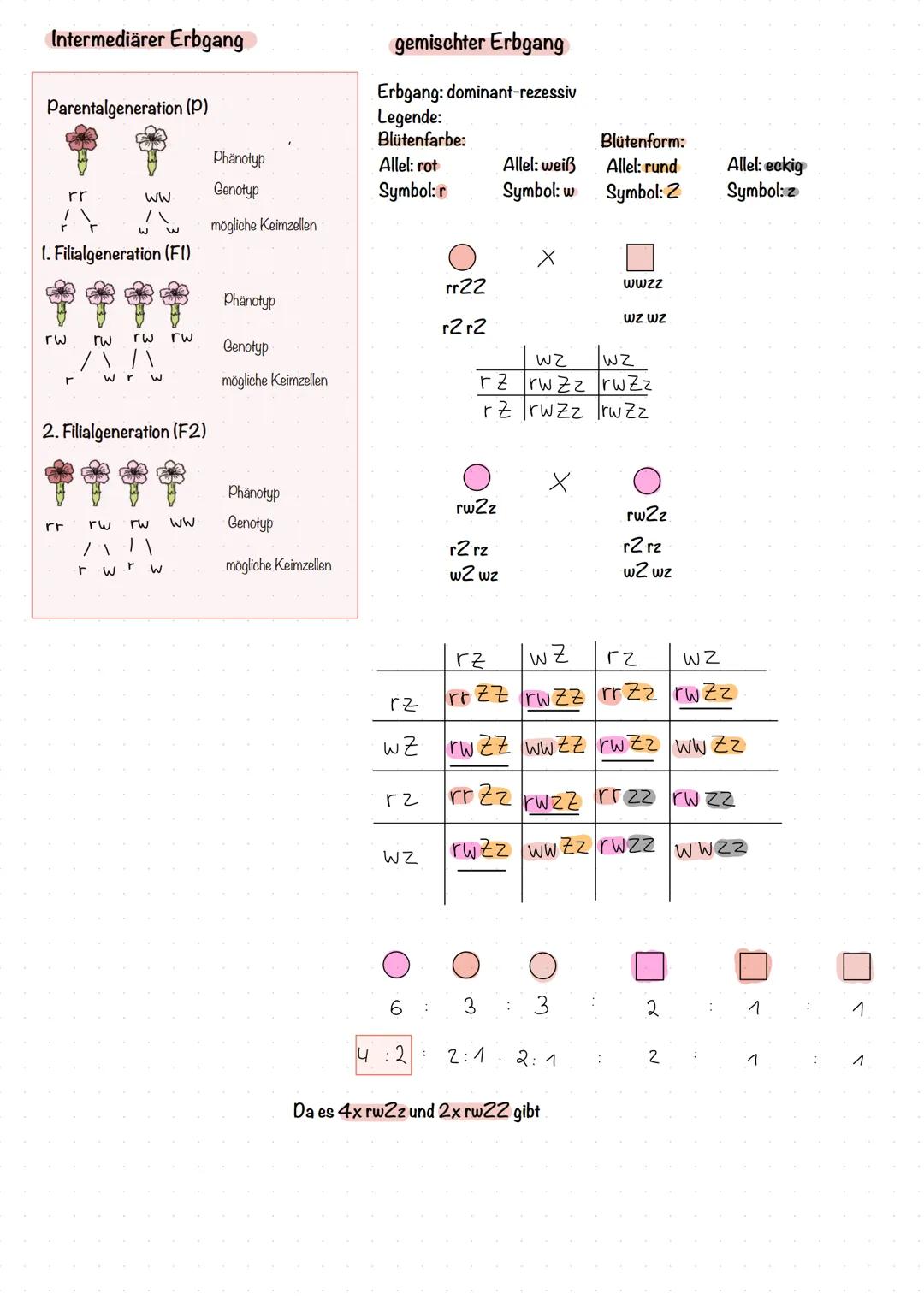 # Genetik
Telomer
Chromosomen
Ein Chromosom besteht aus zwei Chromatiden, auch Schwester-
Chromatiden genannt, welche identische Kopien v