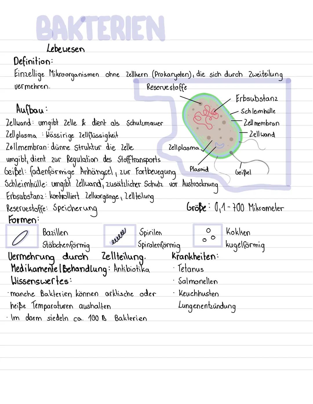 BAKTERIEN
Lebewesen
Definition:
Einzellige Mikroorganismen ohne Zellkern (Prokaryoten), die sich durch Zweiteilung.
vermehren.
Reservestoffe