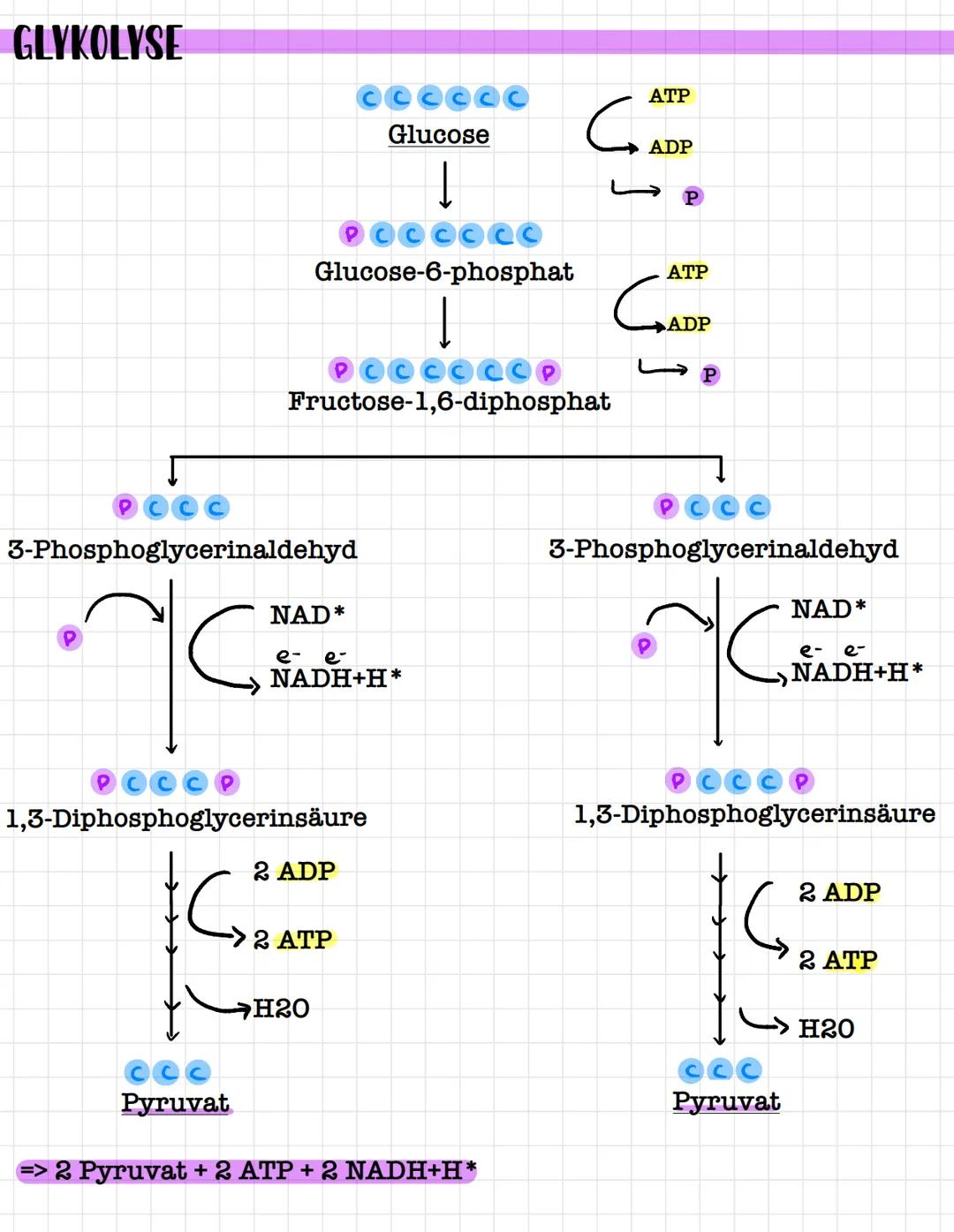 # ZELLATMUNG energieamwandlung
$C_6H_{12}O_6 + 6O_2+6H_2O →6CO_2+12Н_2О + 38 АГР$
mitochrondrium als ort der zellatmung
2 ATP
Glucose
1