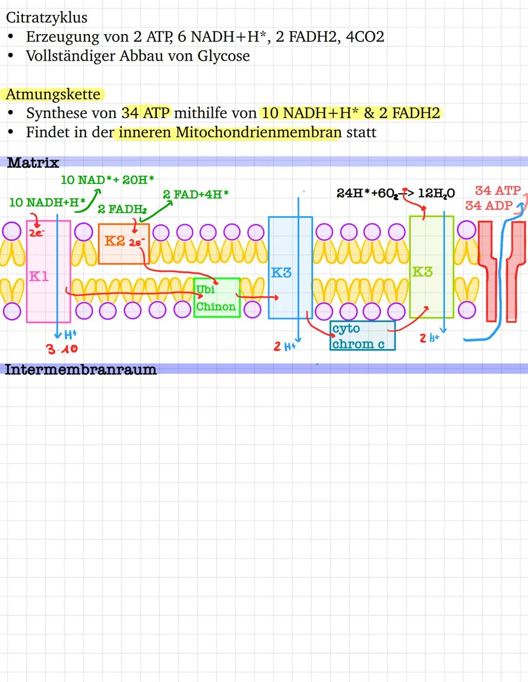 # ZELLATMUNG energieamwandlung
$C_6H_{12}O_6 + 6O_2+6H_2O →6CO_2+12Н_2О + 38 АГР$
mitochrondrium als ort der zellatmung
2 ATP
Glucose
1