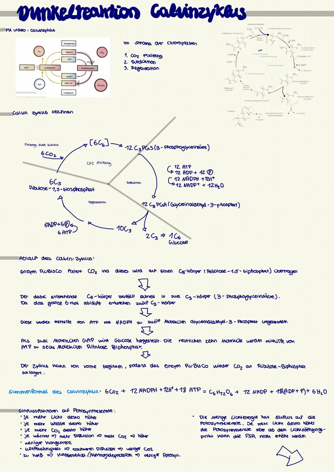# Dunkelreantion Calvinzykaus
FU video: Calunzyhus
Calvin zynus zeichnen
Pulereng duch Dubisco
$6CO_2$
Im Stroma der Chloroplasten
1.