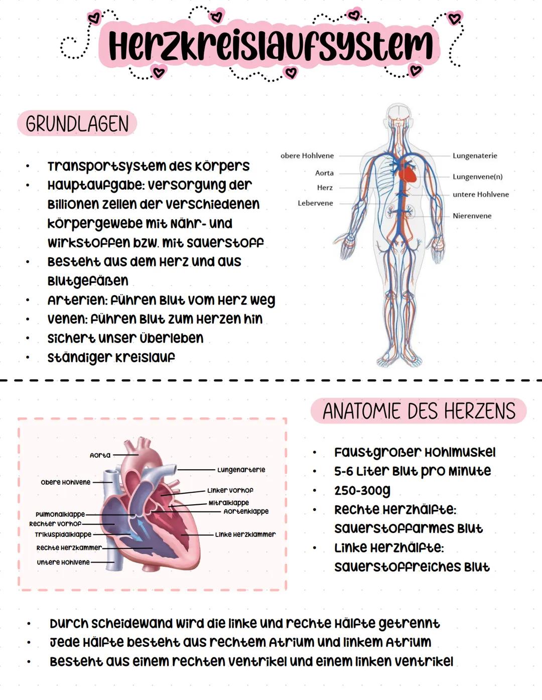 Herzkreislaufsystem
•
.
GRUNDLAGEN
Transportsystem des Körpers
Hauptaufgabe: versorgung der
Billionen zellen der verschiedenen
körpergewebe
