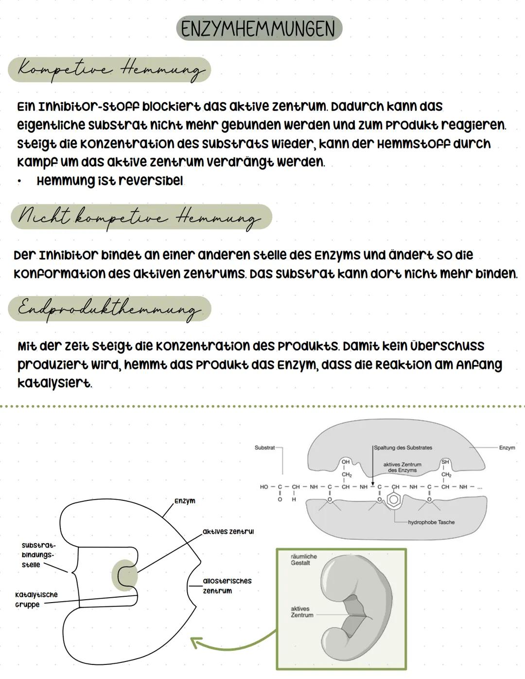 # Enzyme Enzyme Wirkungsweise & kennzeichnen
၁ ၁ ၁ ၁ ၁ ၁ ၁ ၁ ၇
Enzyme sind Biokatalysatoren. Das heißt, sie
setzen die Aktivierungsenergie