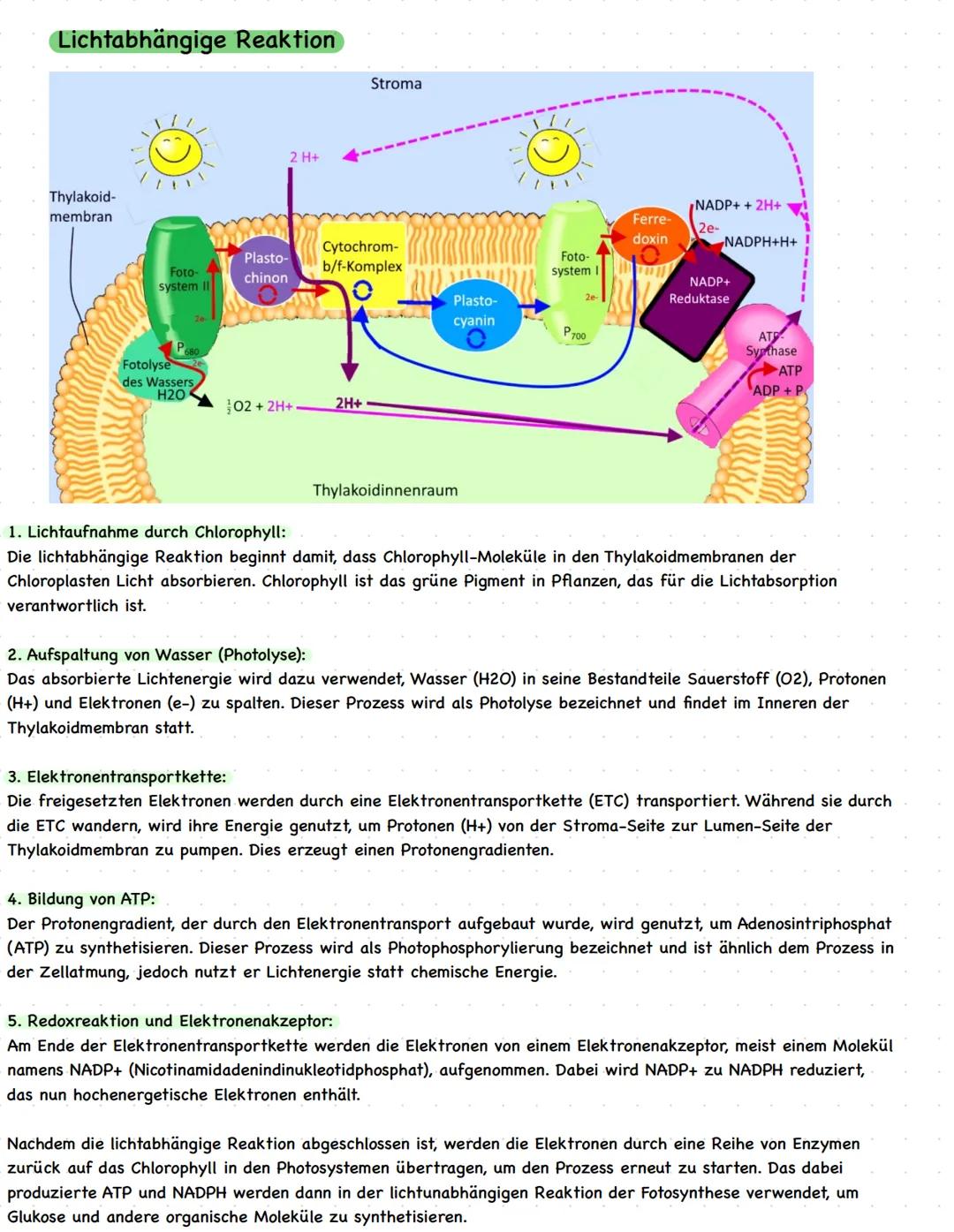 # Biologie LK Q2
Abiotische Faktoren und deren Einfluss
Alle Einflüsse der unbelebten Welt
Lebewesen, die nicht direkt beteiligt sind wie