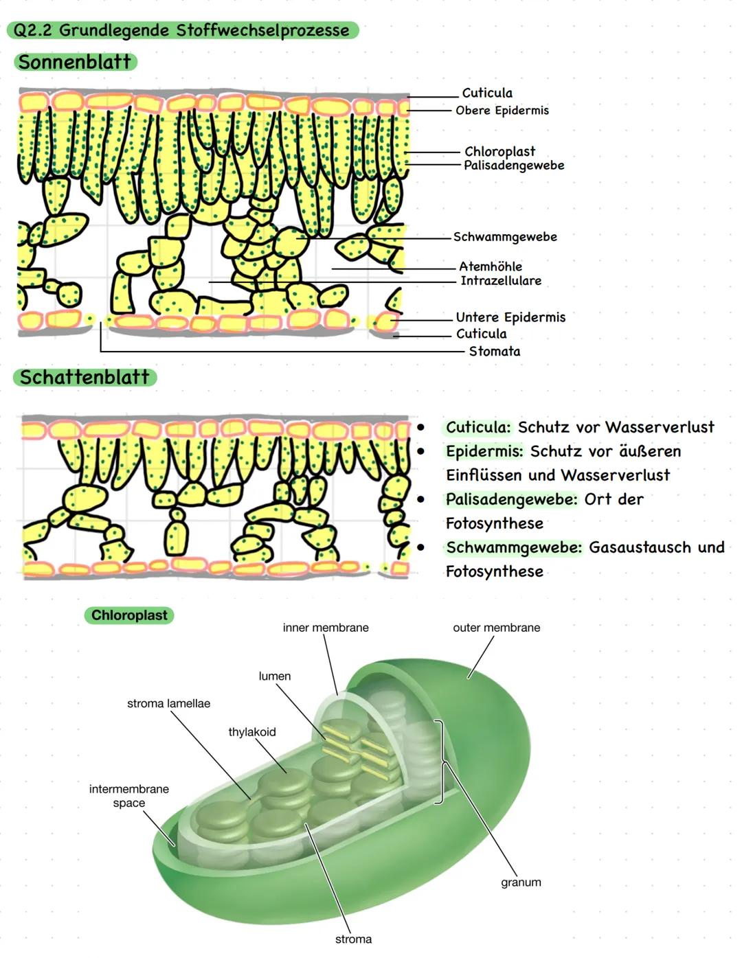 # Biologie LK Q2
Abiotische Faktoren und deren Einfluss
Alle Einflüsse der unbelebten Welt
Lebewesen, die nicht direkt beteiligt sind wie