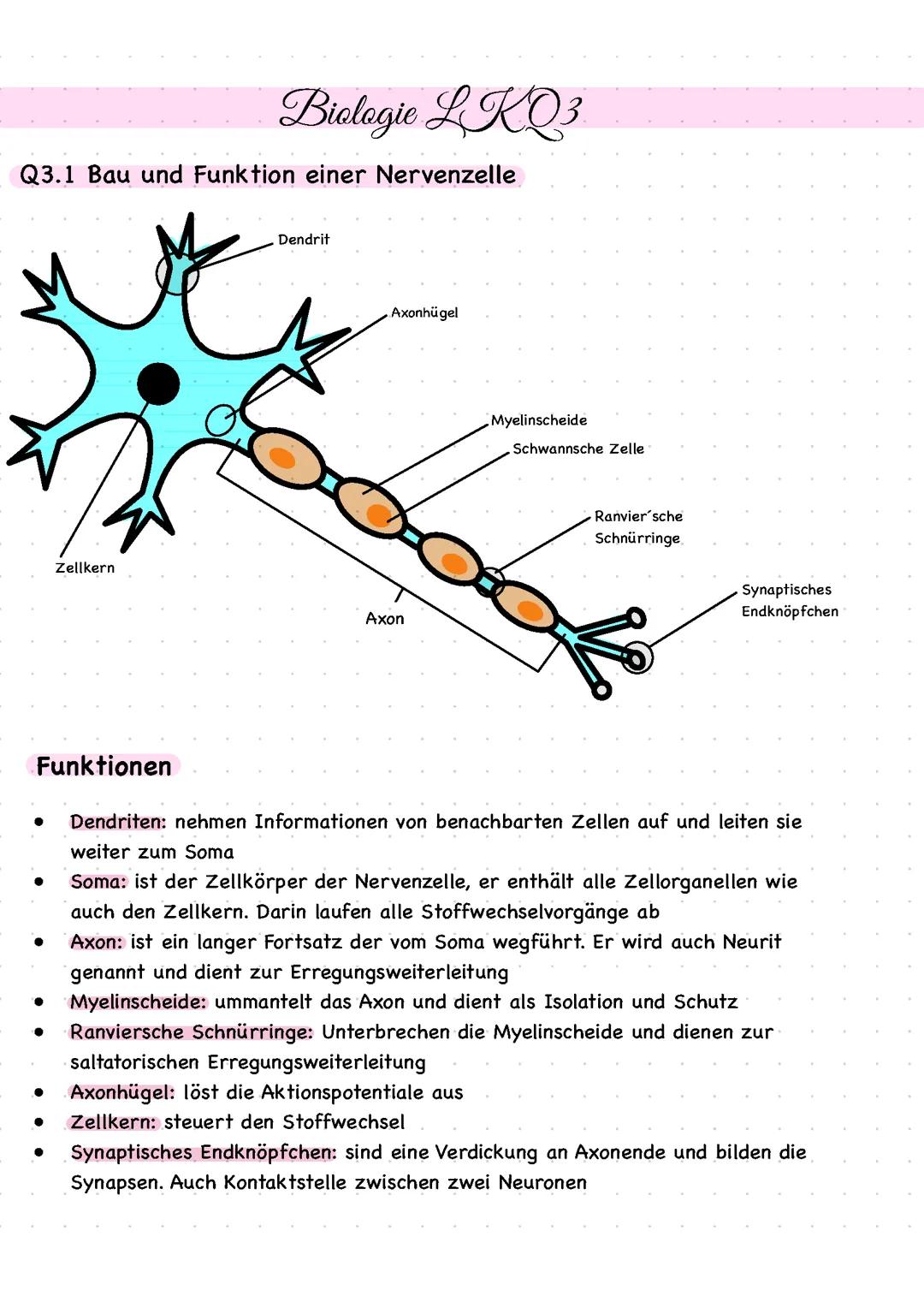 Abiturzusammenfassung Q3 biologie