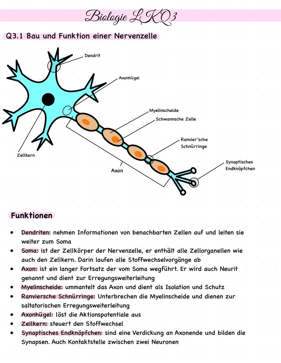 Biologie LKQ3
Q3.1 Bau und Funktion einer Nervenzelle
Zellkern
Dendrit
Axonhügel
Axon
Myelinscheide
Schwannsche Zelle
Ranvier sche
Schnürrin