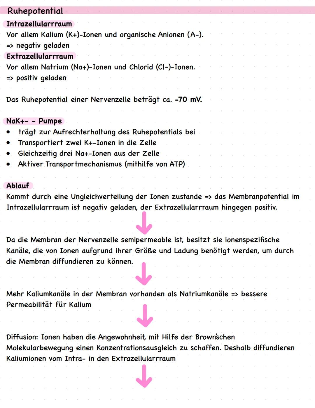 Biologie LKQ3
Q3.1 Bau und Funktion einer Nervenzelle
Zellkern
Dendrit
Axonhügel
Axon
Myelinscheide
Schwannsche Zelle
Ranvier sche
Schnürrin