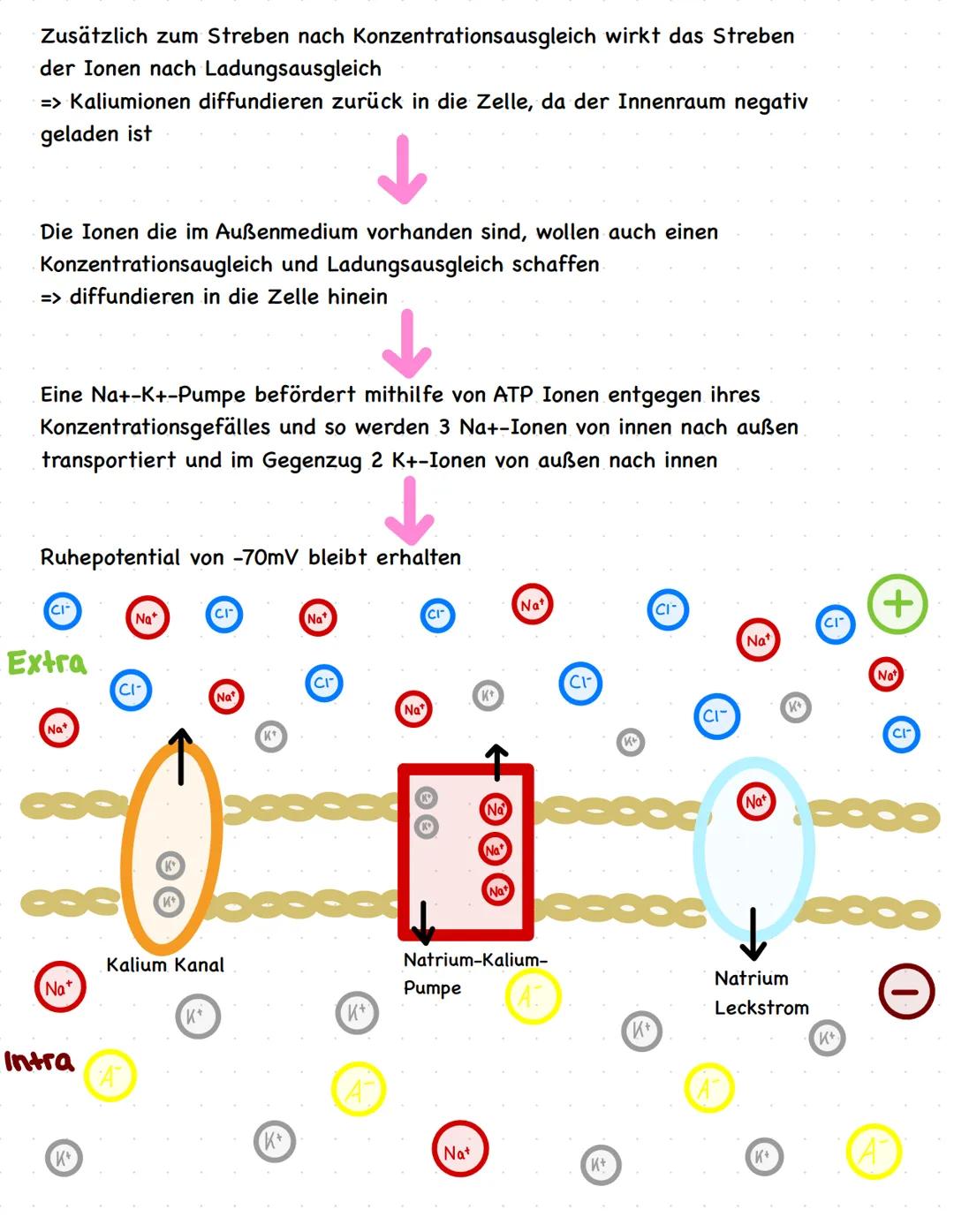 Biologie LKQ3
Q3.1 Bau und Funktion einer Nervenzelle
Zellkern
Dendrit
Axonhügel
Axon
Myelinscheide
Schwannsche Zelle
Ranvier sche
Schnürrin