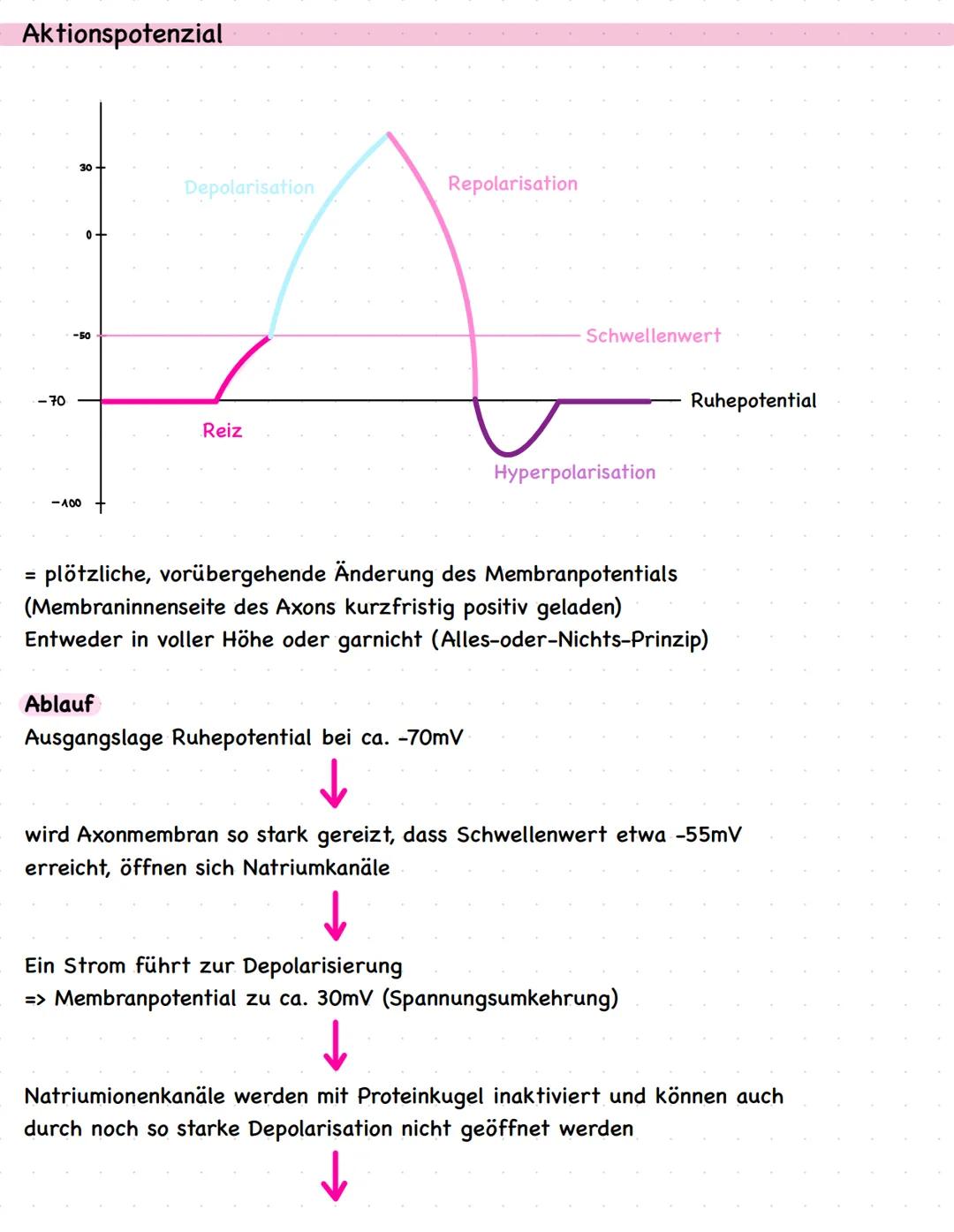 Biologie LKQ3
Q3.1 Bau und Funktion einer Nervenzelle
Zellkern
Dendrit
Axonhügel
Axon
Myelinscheide
Schwannsche Zelle
Ranvier sche
Schnürrin
