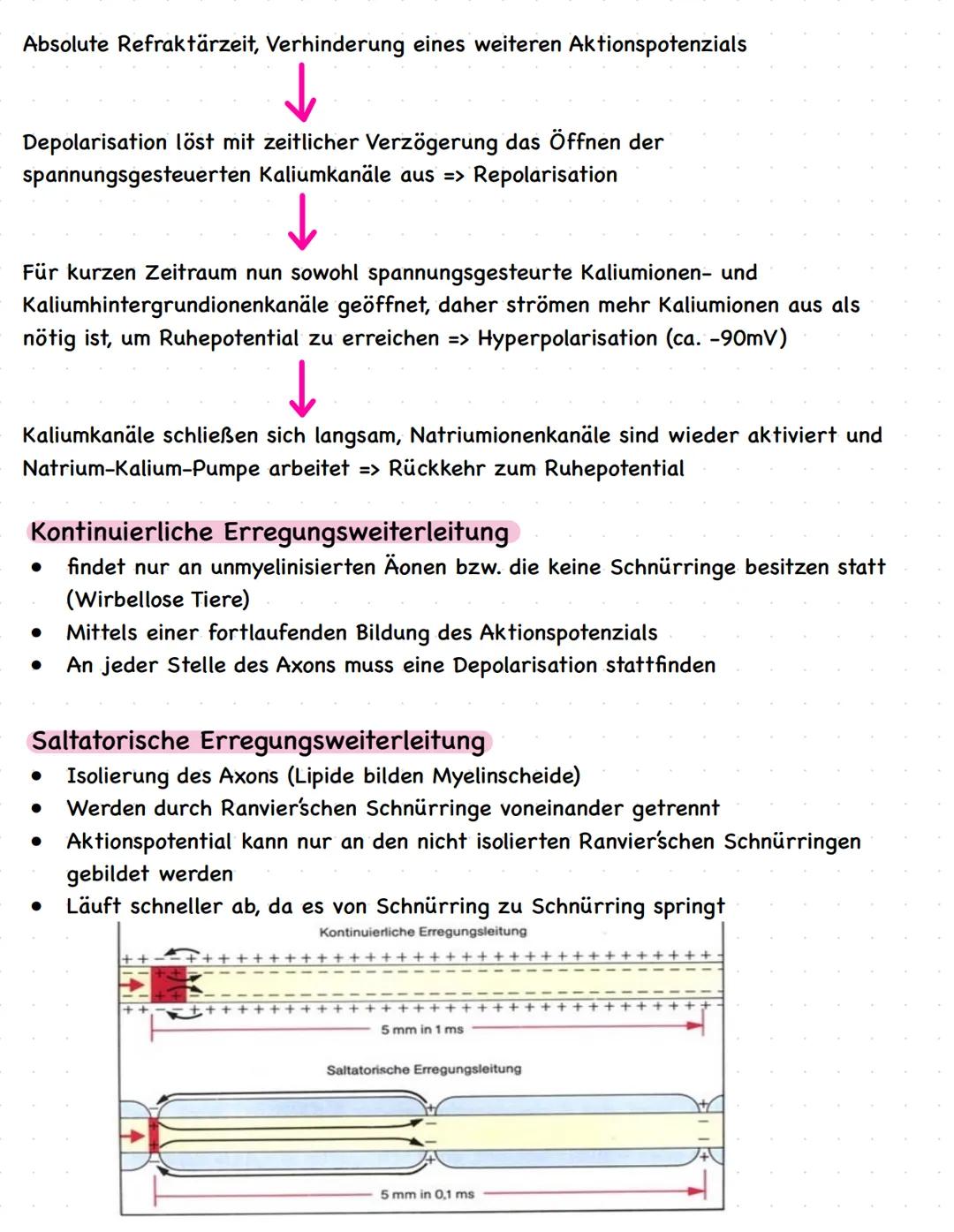 Biologie LKQ3
Q3.1 Bau und Funktion einer Nervenzelle
Zellkern
Dendrit
Axonhügel
Axon
Myelinscheide
Schwannsche Zelle
Ranvier sche
Schnürrin