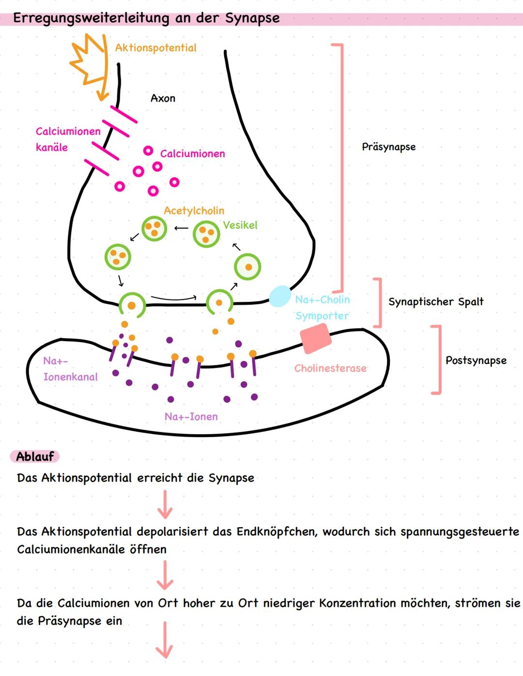 Biologie LKQ3
Q3.1 Bau und Funktion einer Nervenzelle
Zellkern
Dendrit
Axonhügel
Axon
Myelinscheide
Schwannsche Zelle
Ranvier sche
Schnürrin