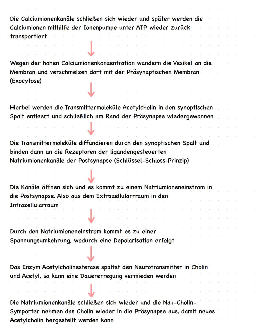 Biologie LKQ3
Q3.1 Bau und Funktion einer Nervenzelle
Zellkern
Dendrit
Axonhügel
Axon
Myelinscheide
Schwannsche Zelle
Ranvier sche
Schnürrin