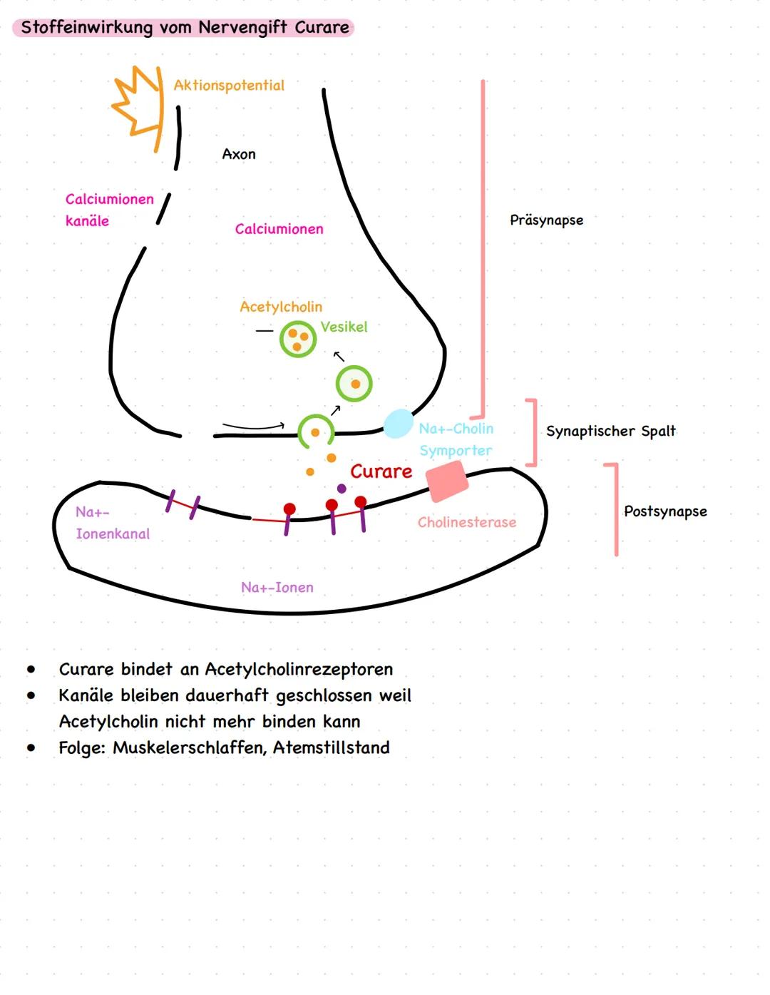 Biologie LKQ3
Q3.1 Bau und Funktion einer Nervenzelle
Zellkern
Dendrit
Axonhügel
Axon
Myelinscheide
Schwannsche Zelle
Ranvier sche
Schnürrin