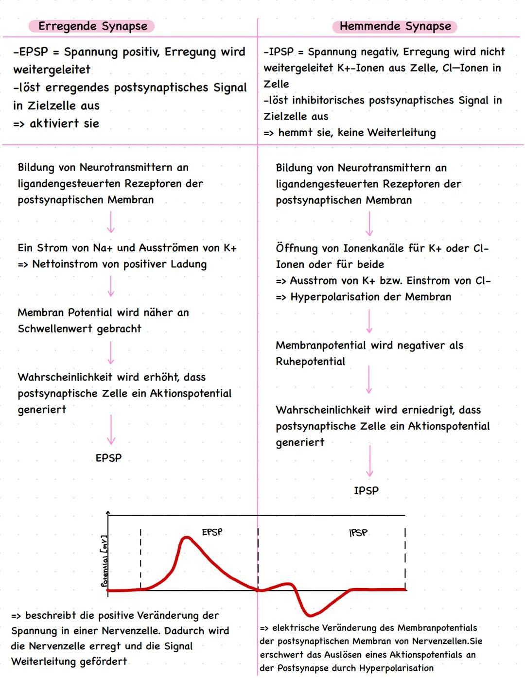 Biologie LKQ3
Q3.1 Bau und Funktion einer Nervenzelle
Zellkern
Dendrit
Axonhügel
Axon
Myelinscheide
Schwannsche Zelle
Ranvier sche
Schnürrin