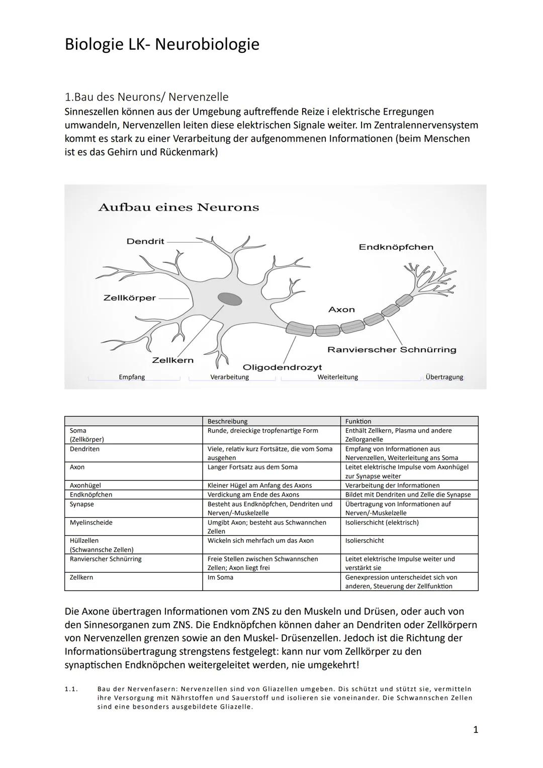 # Biologie LK- Neurobiologie
1.Bau des Neurons/ Nervenzelle
Sinneszellen können aus der Umgebung auftreffende Reize i elektrische Erregung